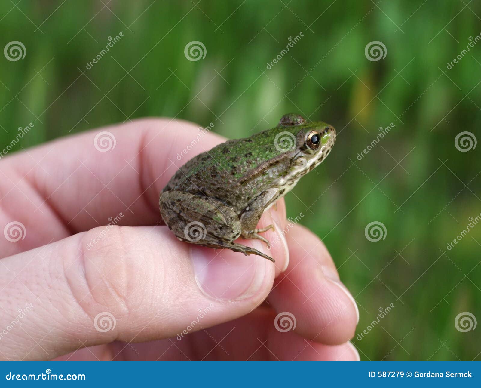 Jeune grenouille verte image stock. Image du pouce, animal 587279
