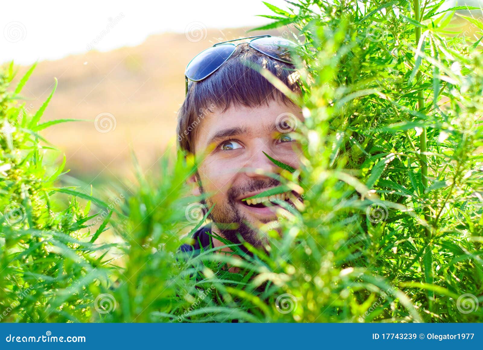 Jeune Homme Dans Le Buisson Du Cannabis Image stock Image du lame, vert 17743239