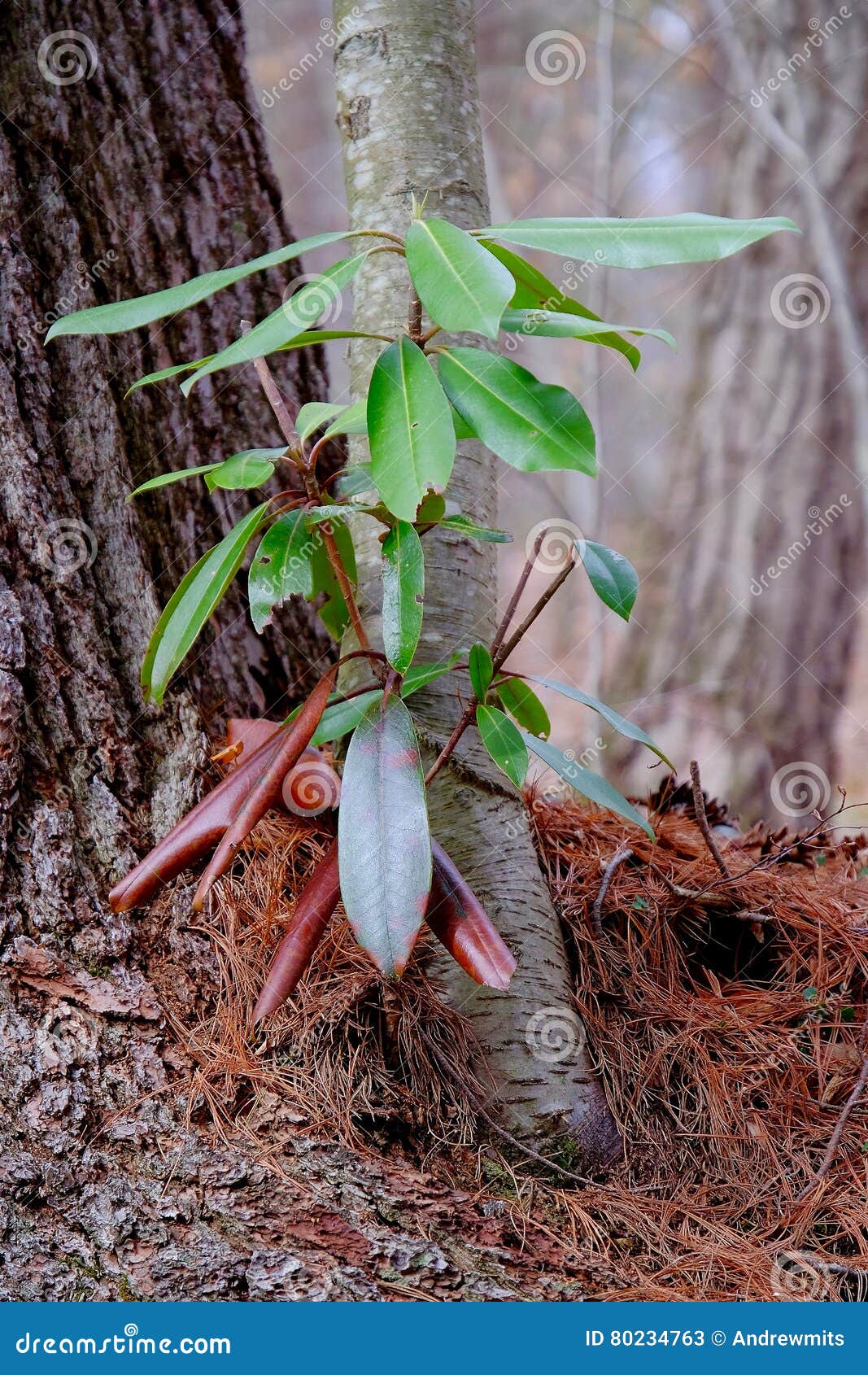 Jeune Montagne Laurel Plant Image stock - Image du base, forêt: 80234763