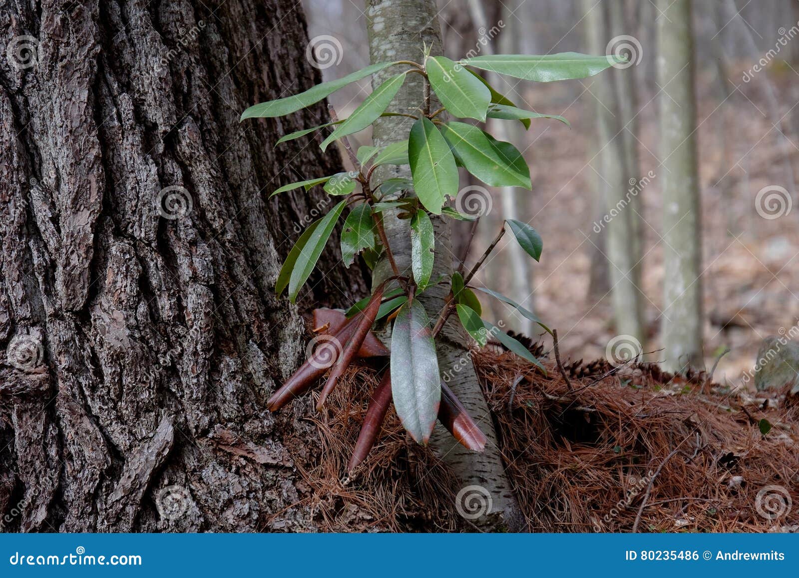 Jeune Montagne Laurel Plant Photo stock - Image du forêt, base: 80235486