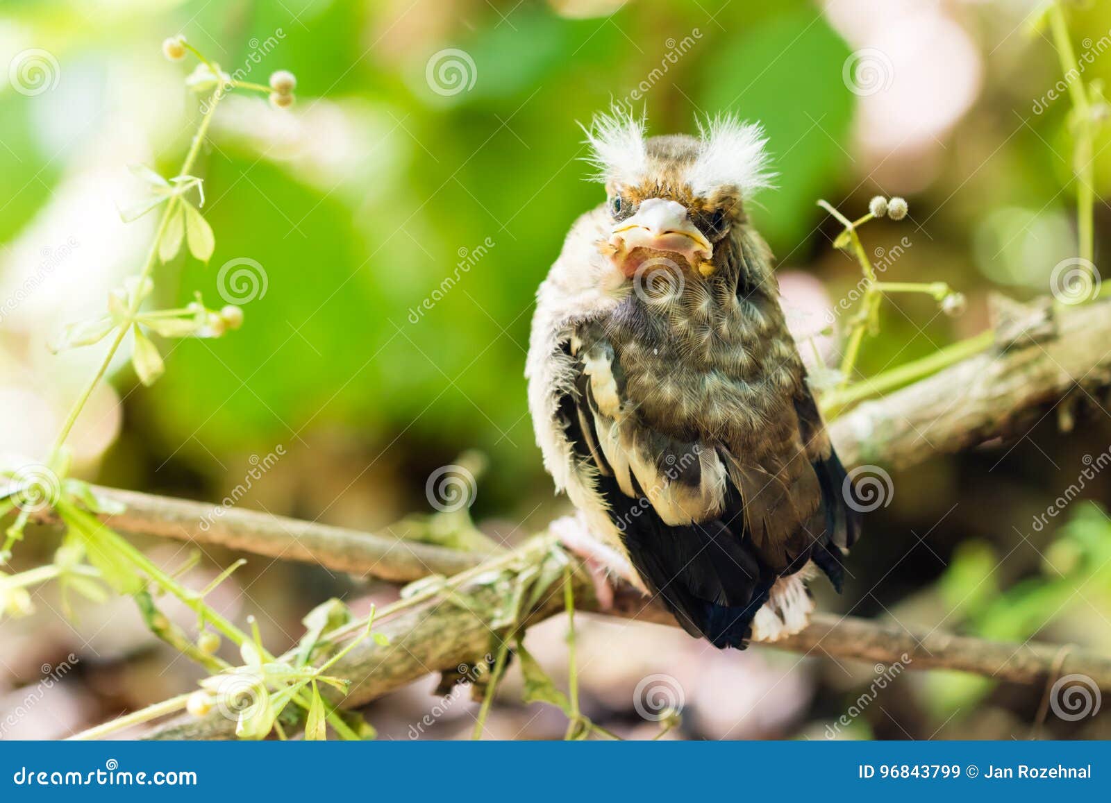 Jeune Oiseau Du Coucou Image Stock Image Du Nourriture