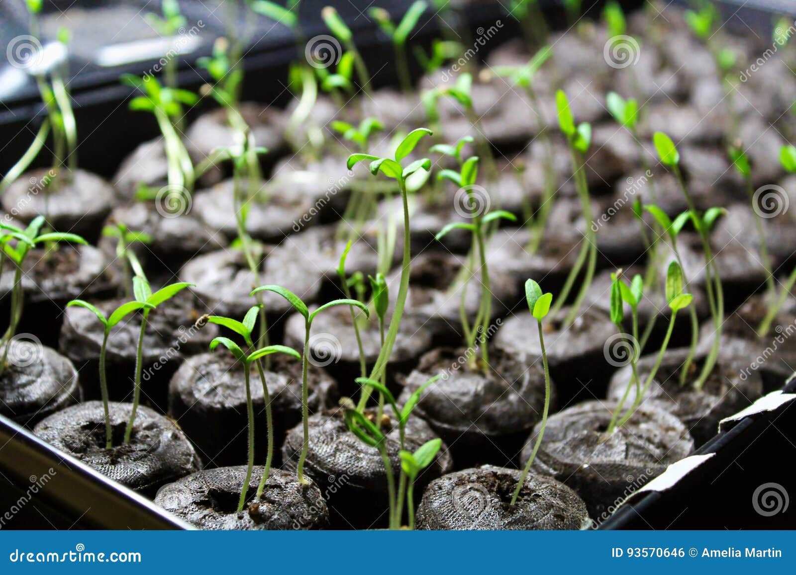 Jeune plante de tomate étant commencée dans des granules de sol