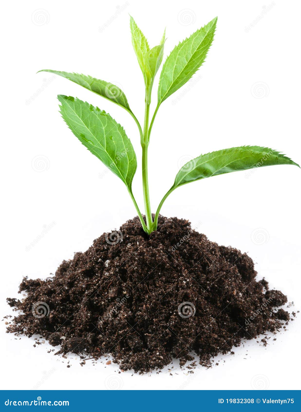 Jeune pousse. photo stock. Image du simple, botanique 19832308