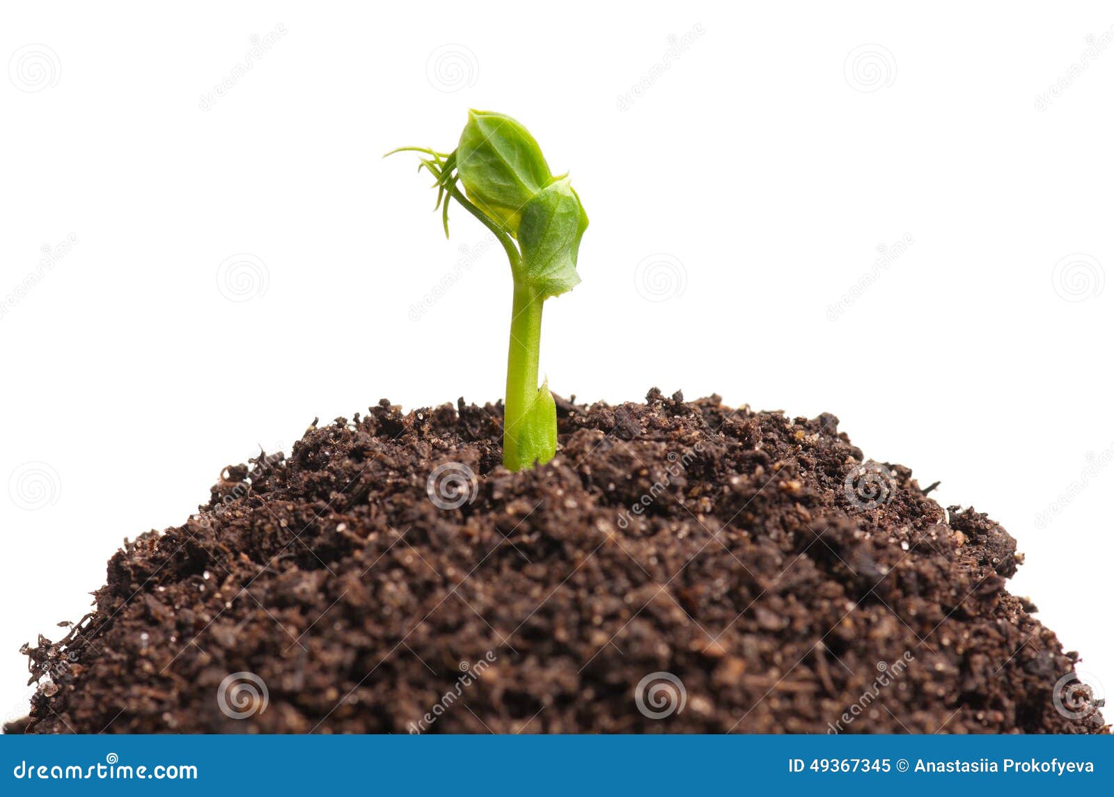 Jeune Pousse 5 Lettres Jeune pousse image stock. Image du isolement, pois, zone - 49367345