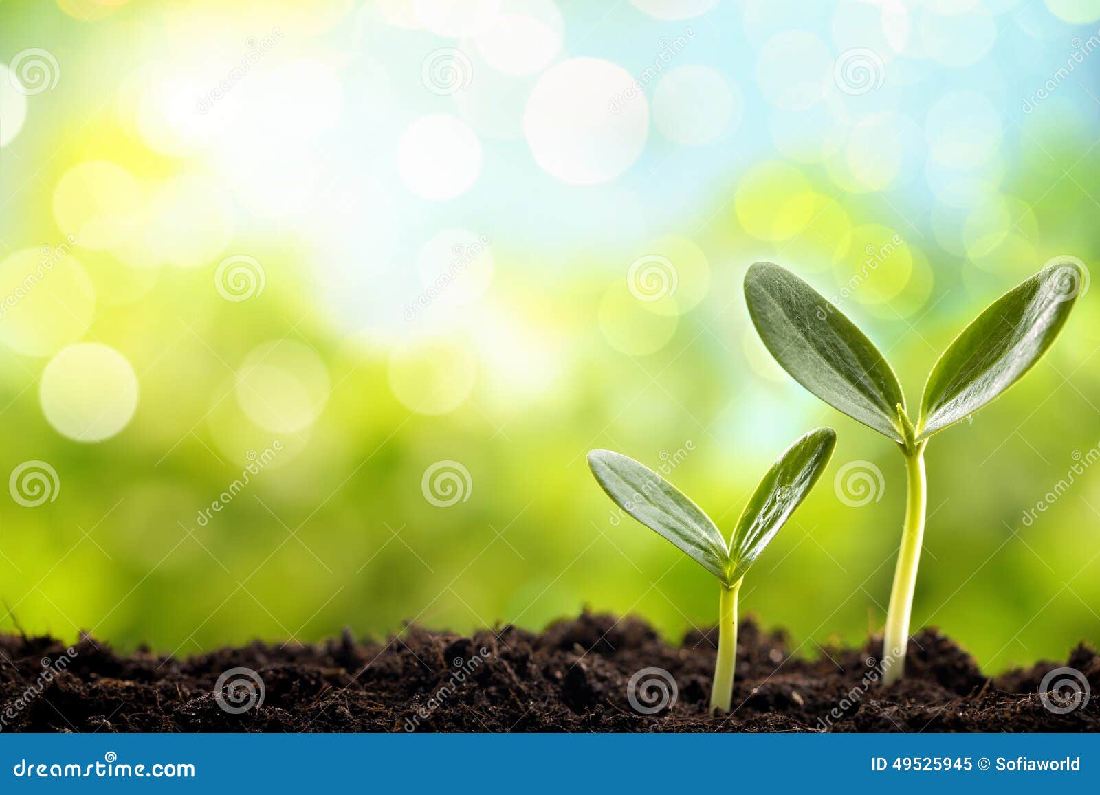 Jeune pousse image stock. Image du cultivé, pays, lame 49525945