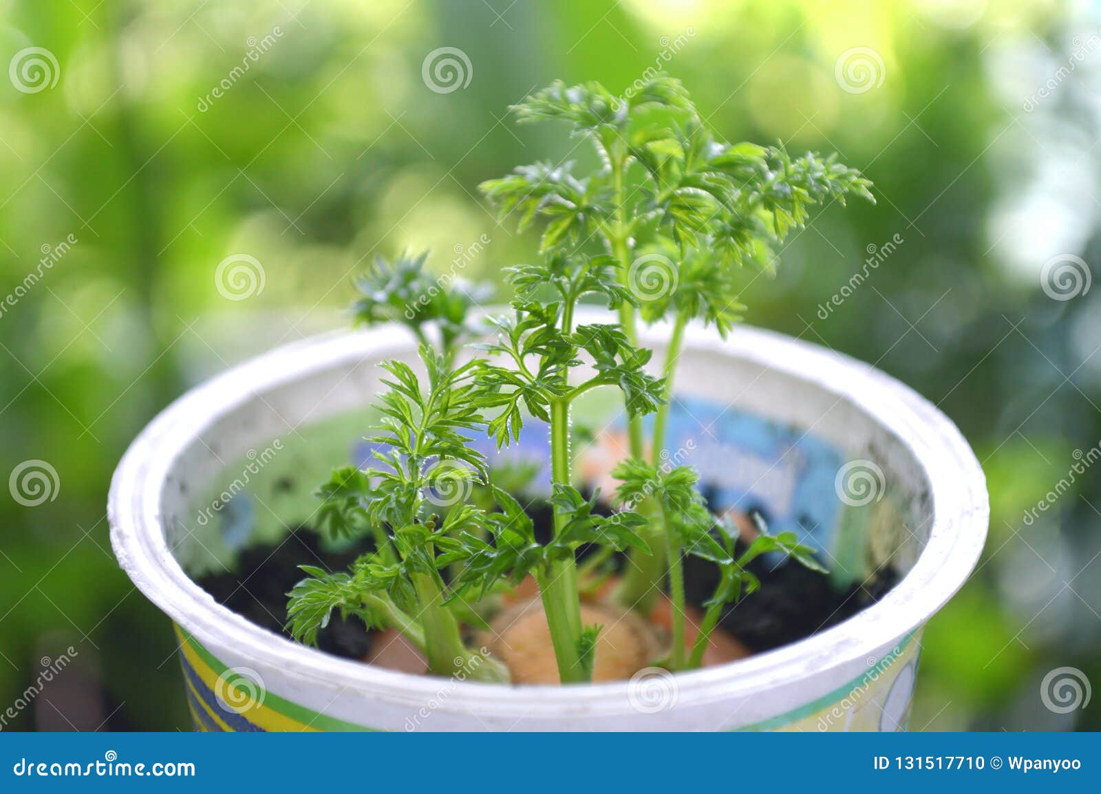 Jeune Pousse De Carotte Photo Stock Image Du Centrale