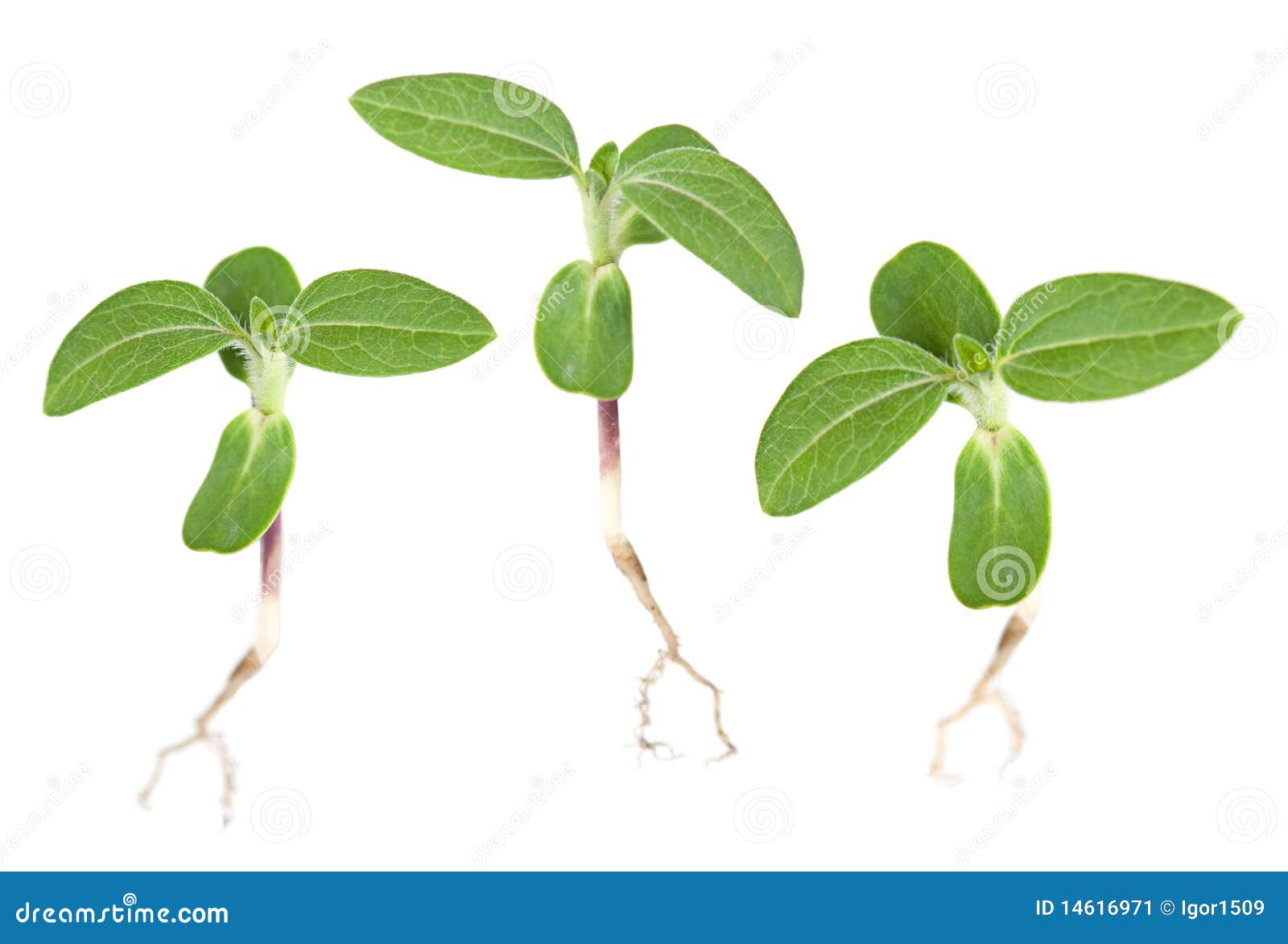 Jeune pousse verte image stock. Image du vert, image 14616971