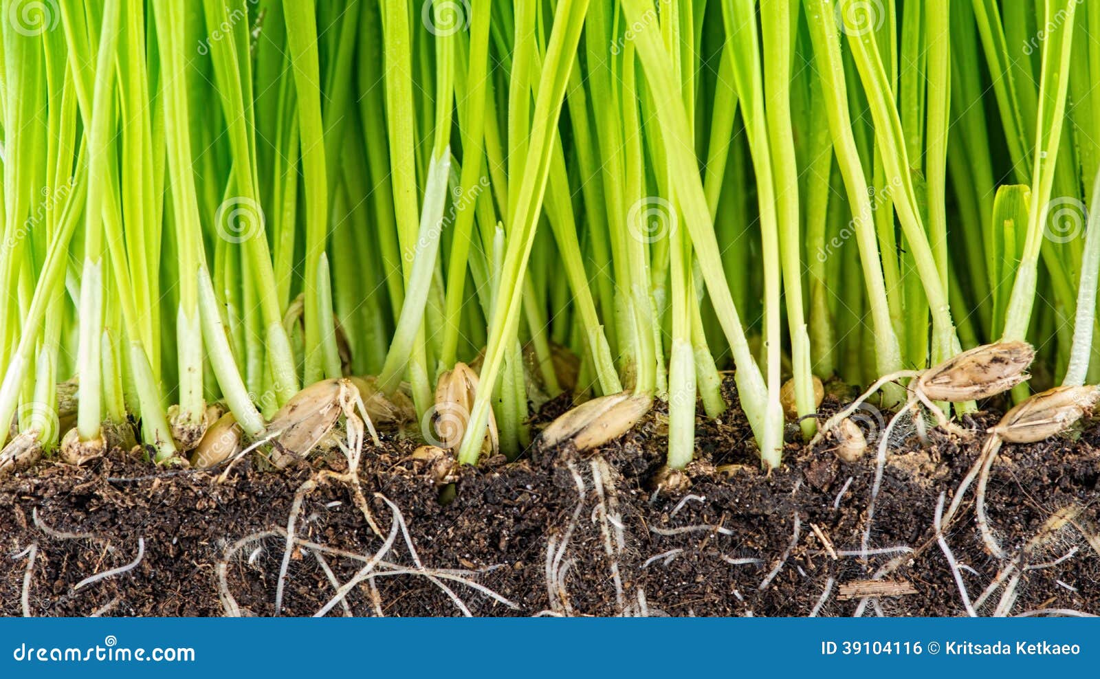 Jeune pousse verte de blé photo stock. Image du ambiant 39104116