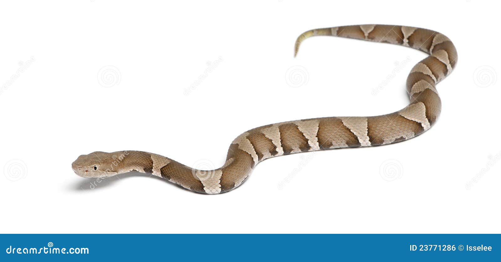 Jeune Serpent De Copperhead Ou Mocassin De Montagne Photo stock Image