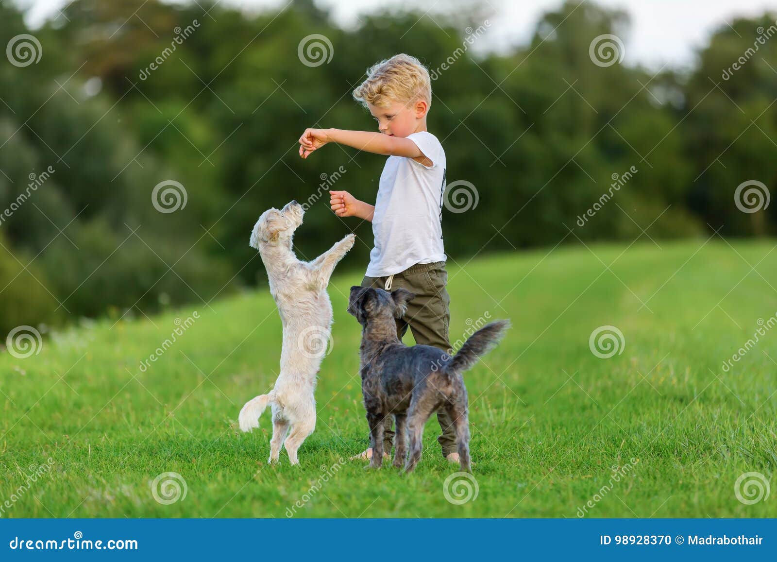 Мальчик играющий с собакой. Мальчик играется с собакой. Подросток играет с собакой. Английские дети играют с собакой.