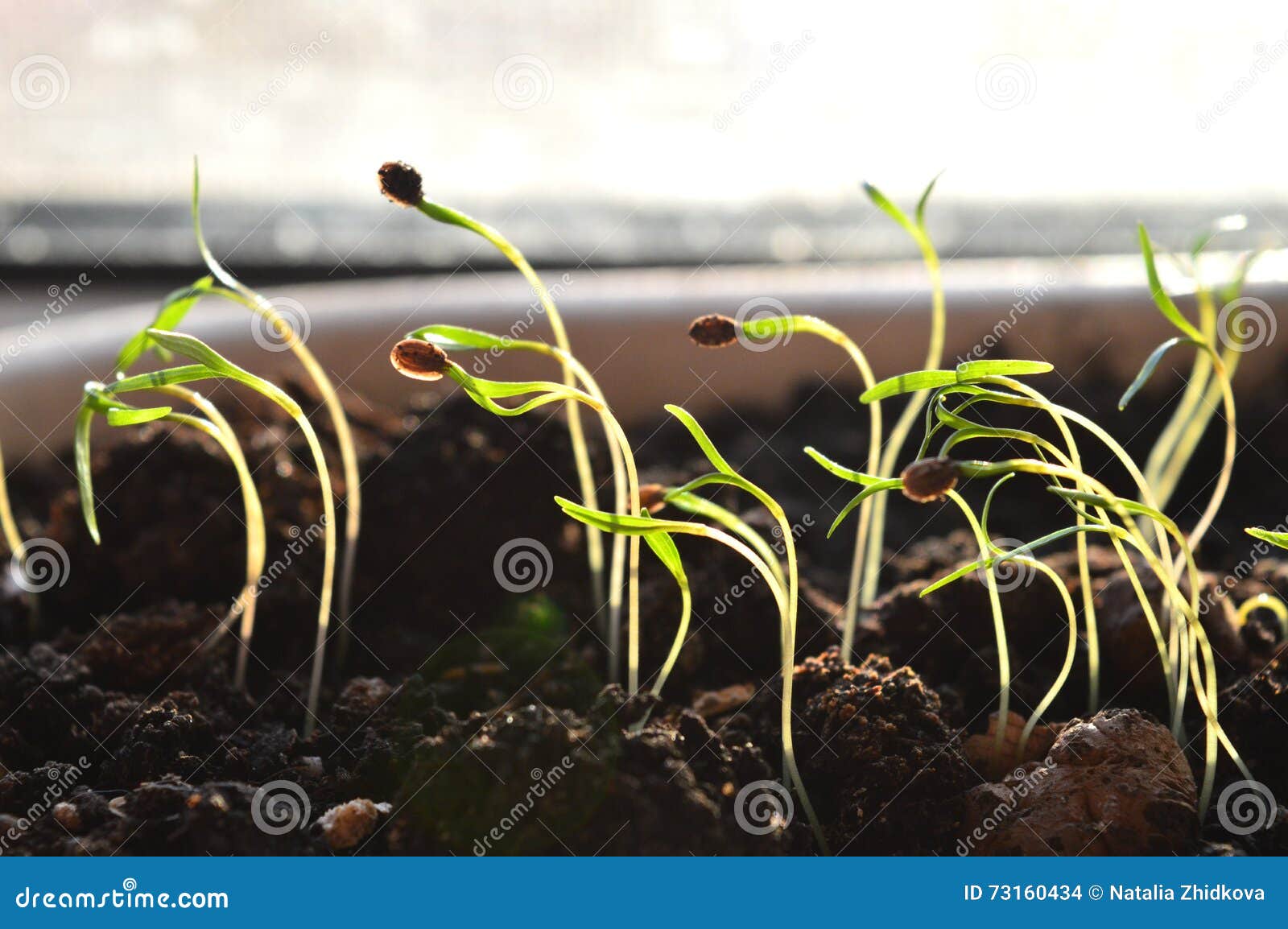 Jeunes pousses photo stock. Image du jeune, couche 73160434