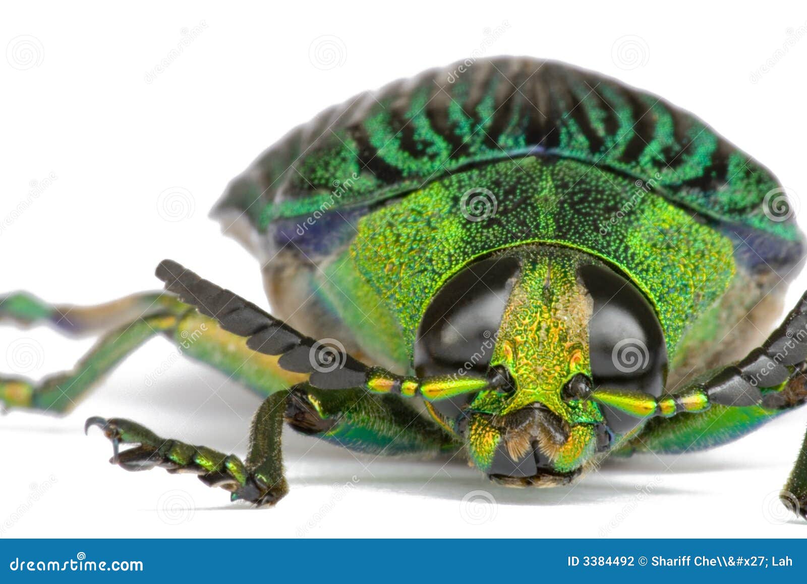 Jewel Beetle stock photo. Image of invertebrate, creepy 3384492