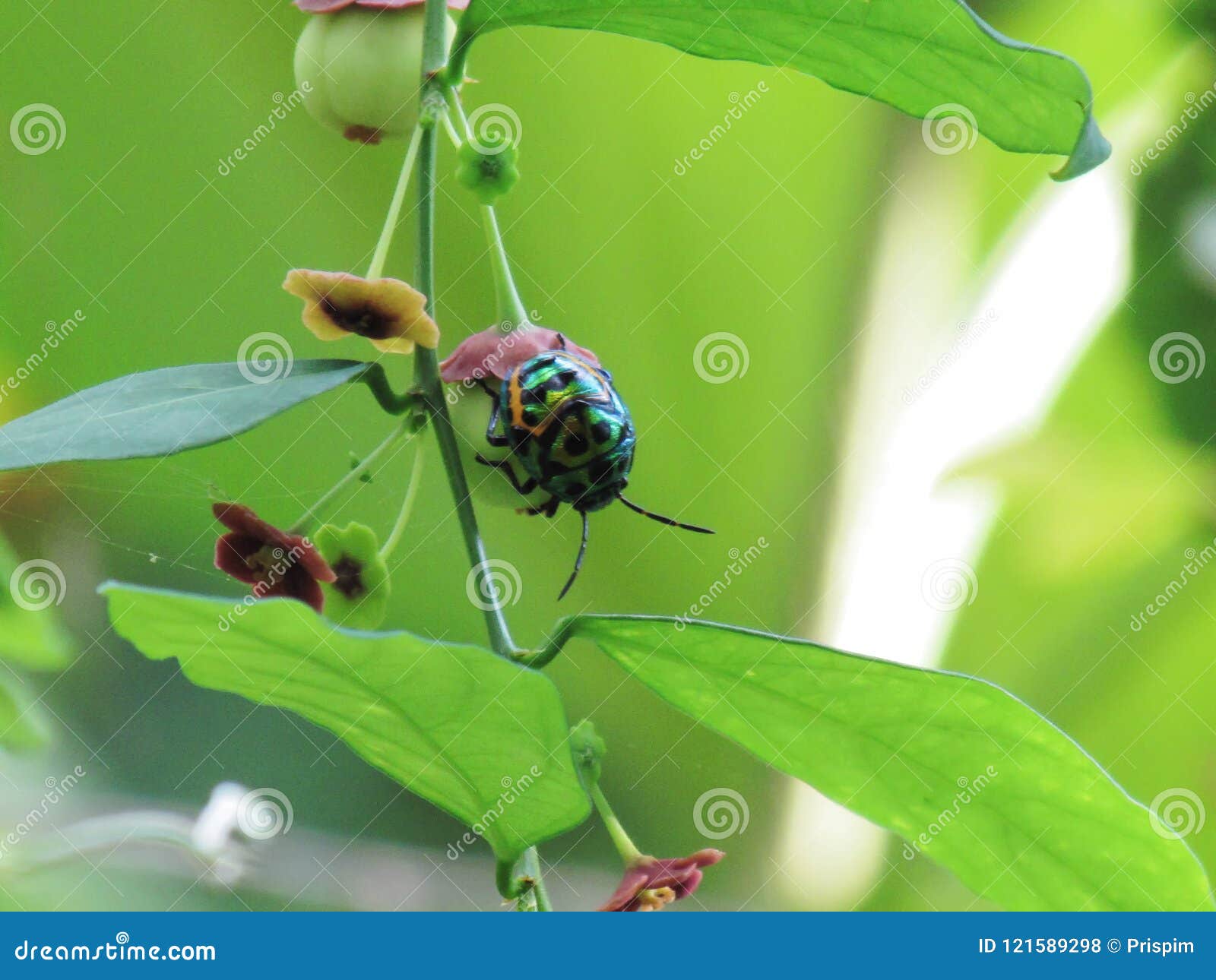 jewel bug chrysocoris stollii beetle, or scutiphora pedicellat