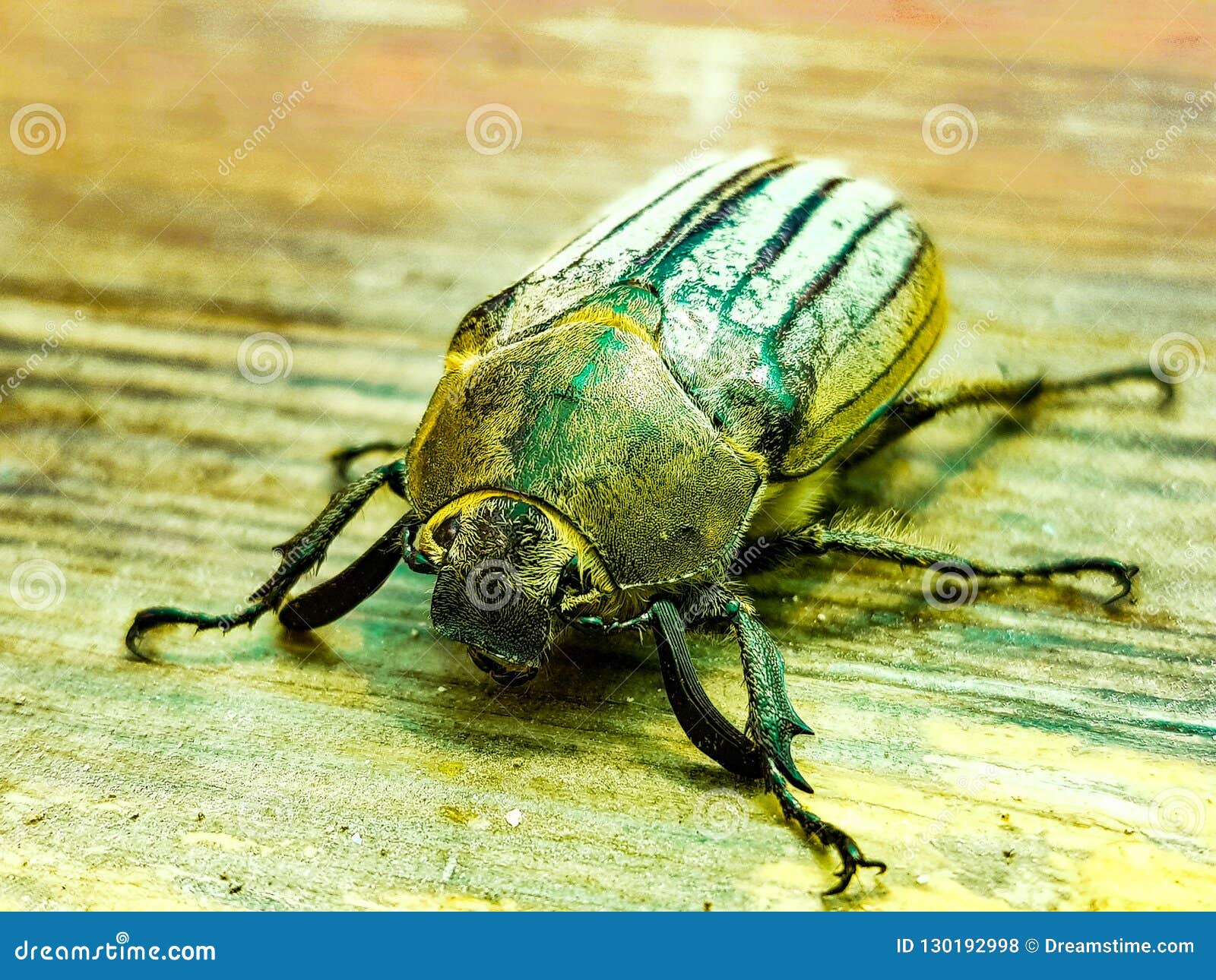 Jewel Käfer. Insektenmakromobile