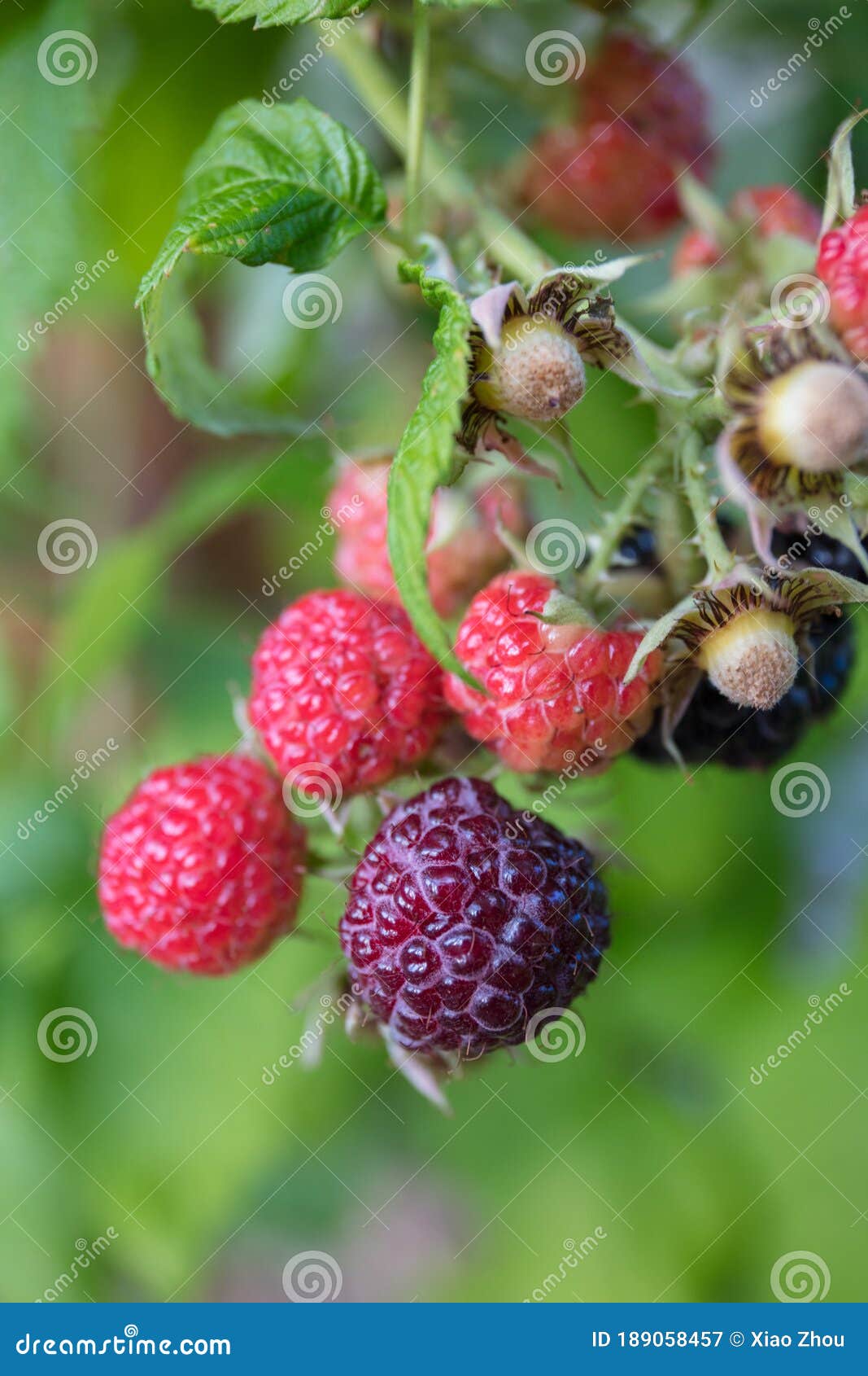 JEWEL raspberry stock image. Image of candy, drink, fruit 189058457