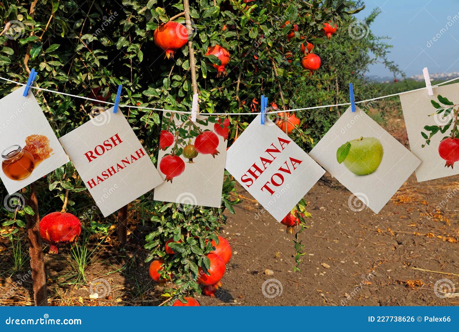 jewish new year food s. apples, red pomegranate and honey. picture cards against ripe pomegranate orchard. roash hashanah