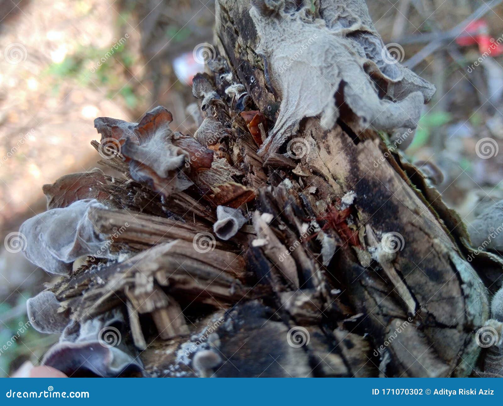 jews ear, black wood ear, auricularia auricula hirneola polytricha, growing on a tree.