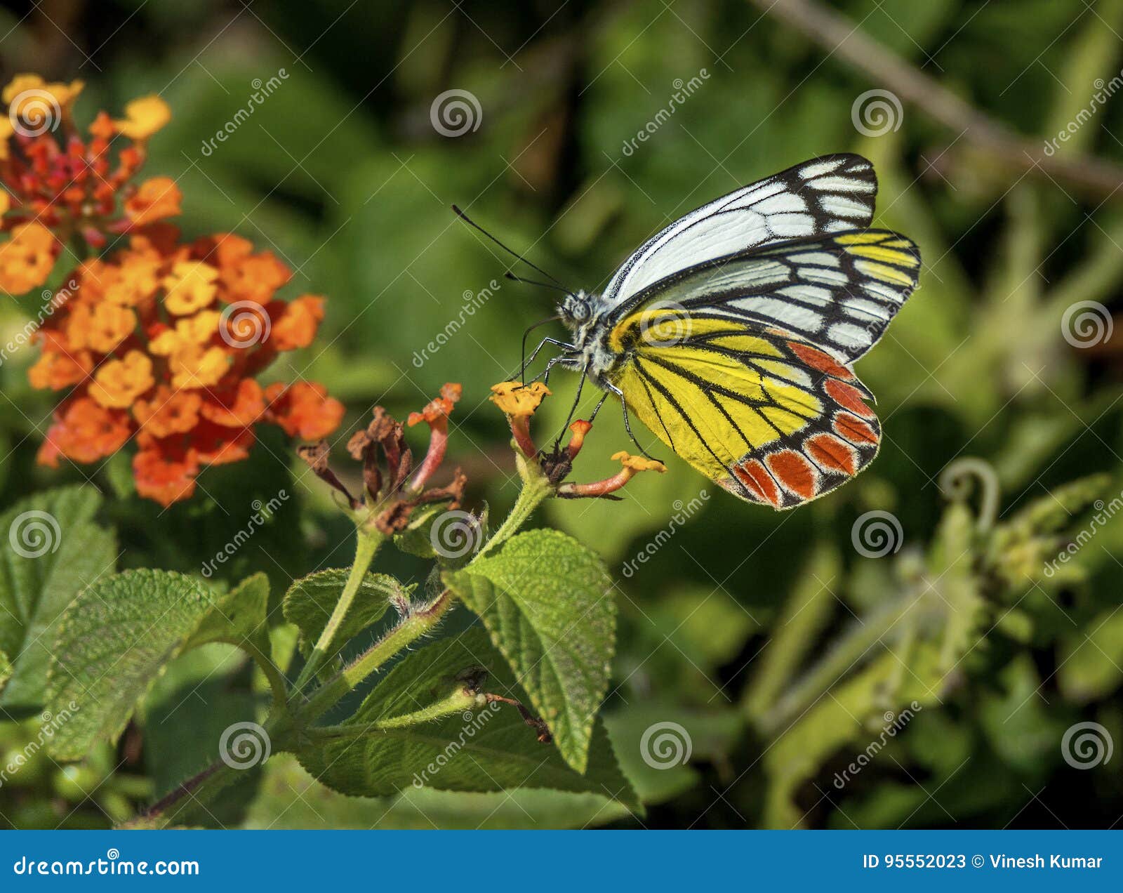 jezebel butterfly