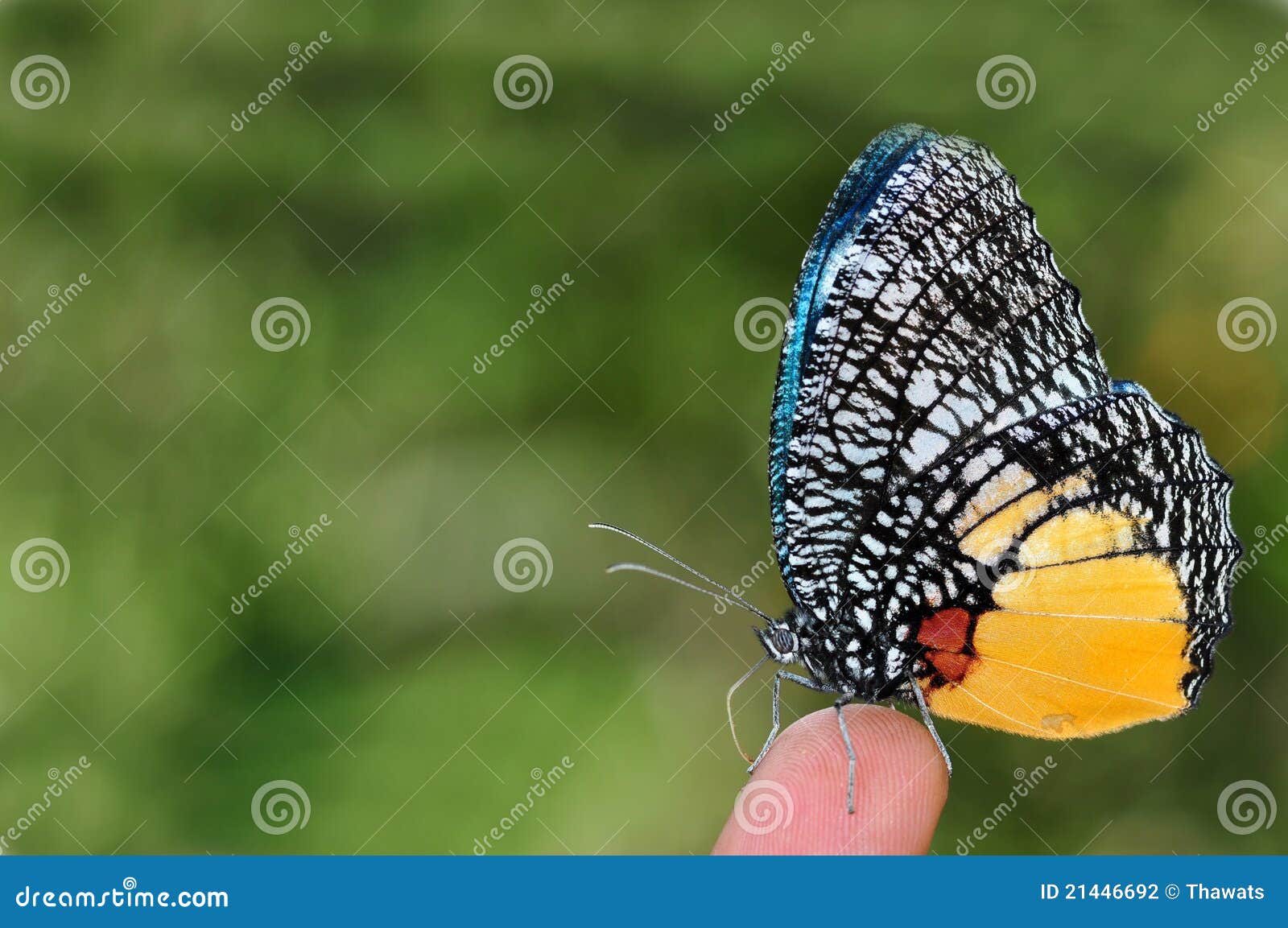 jezebel palmfly butterfly