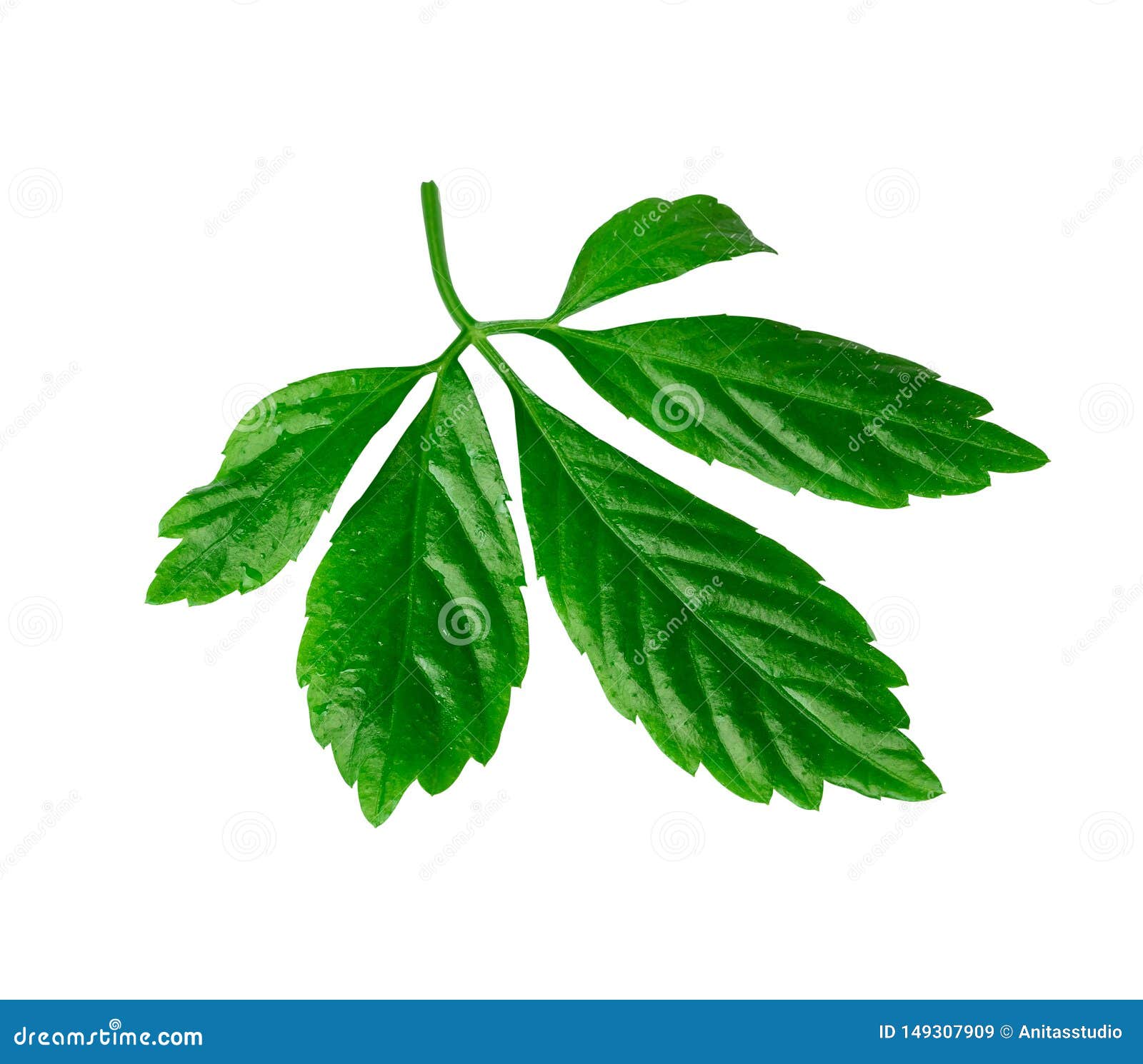 jiaogulan leaf or immortality herb  with clipping path