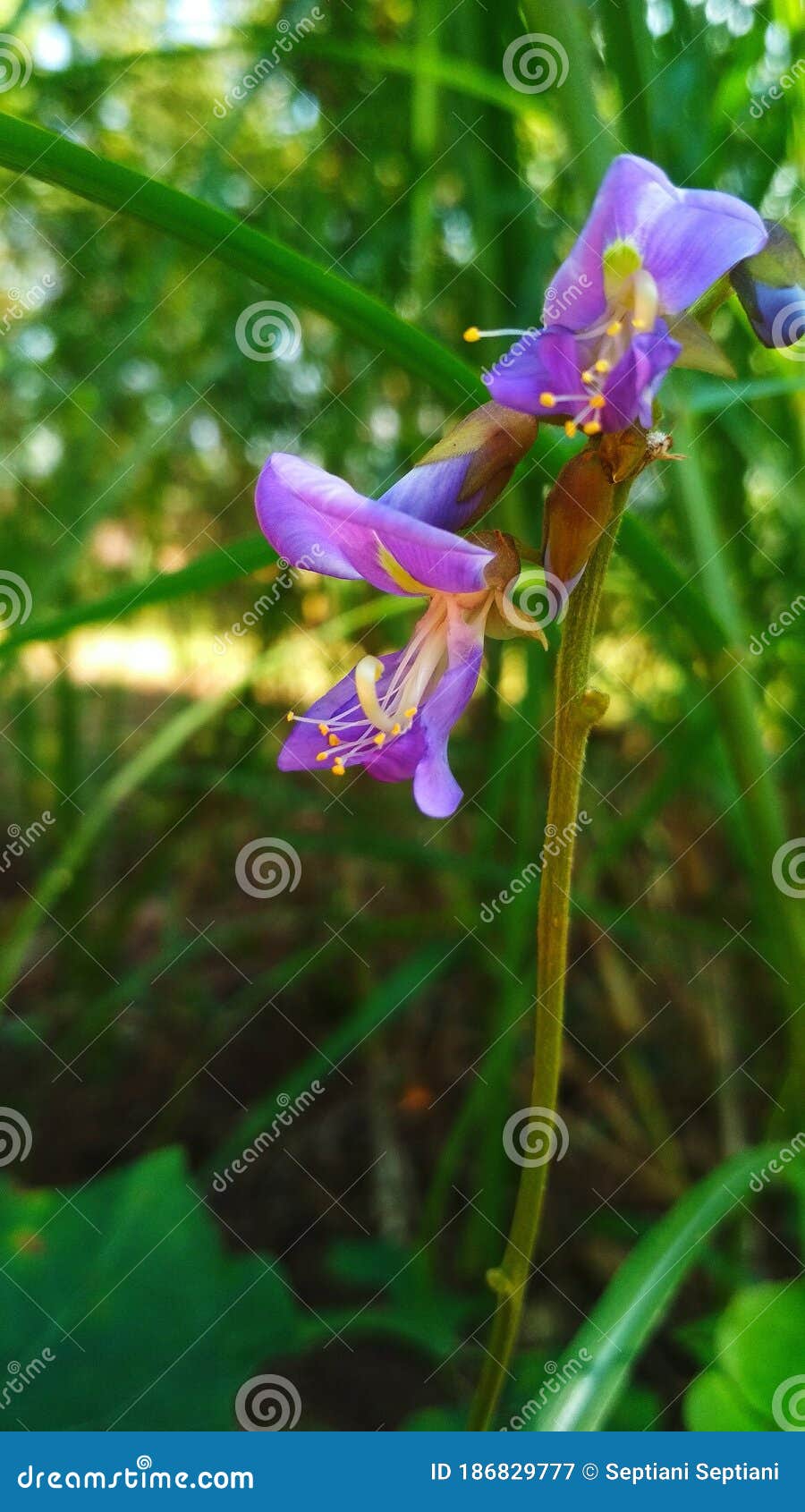 Jicama flower in the yard stock image. Image of flower 186829777