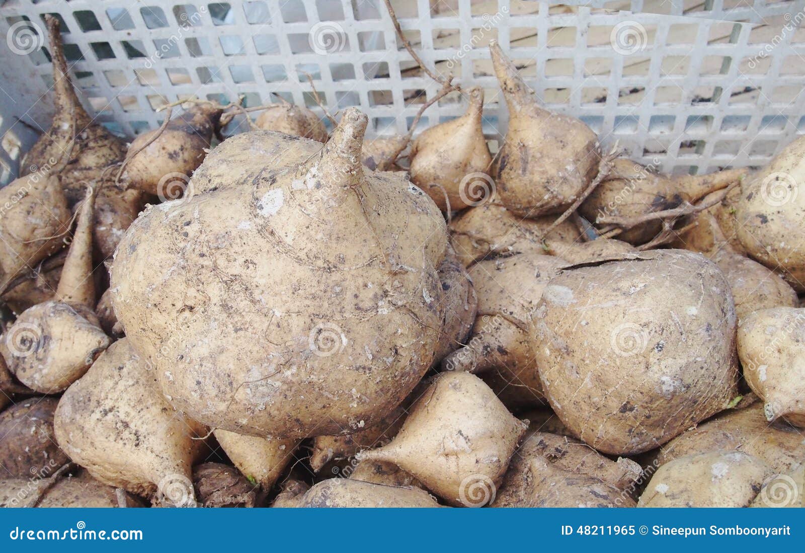Jicama fruits stock image. Image of jicama, food, fruits 48211965