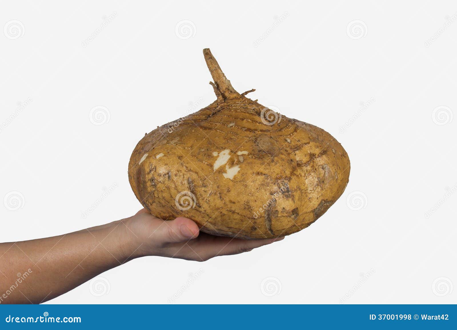 Jicama in hand stock photo. Image of single, healthy 37001998