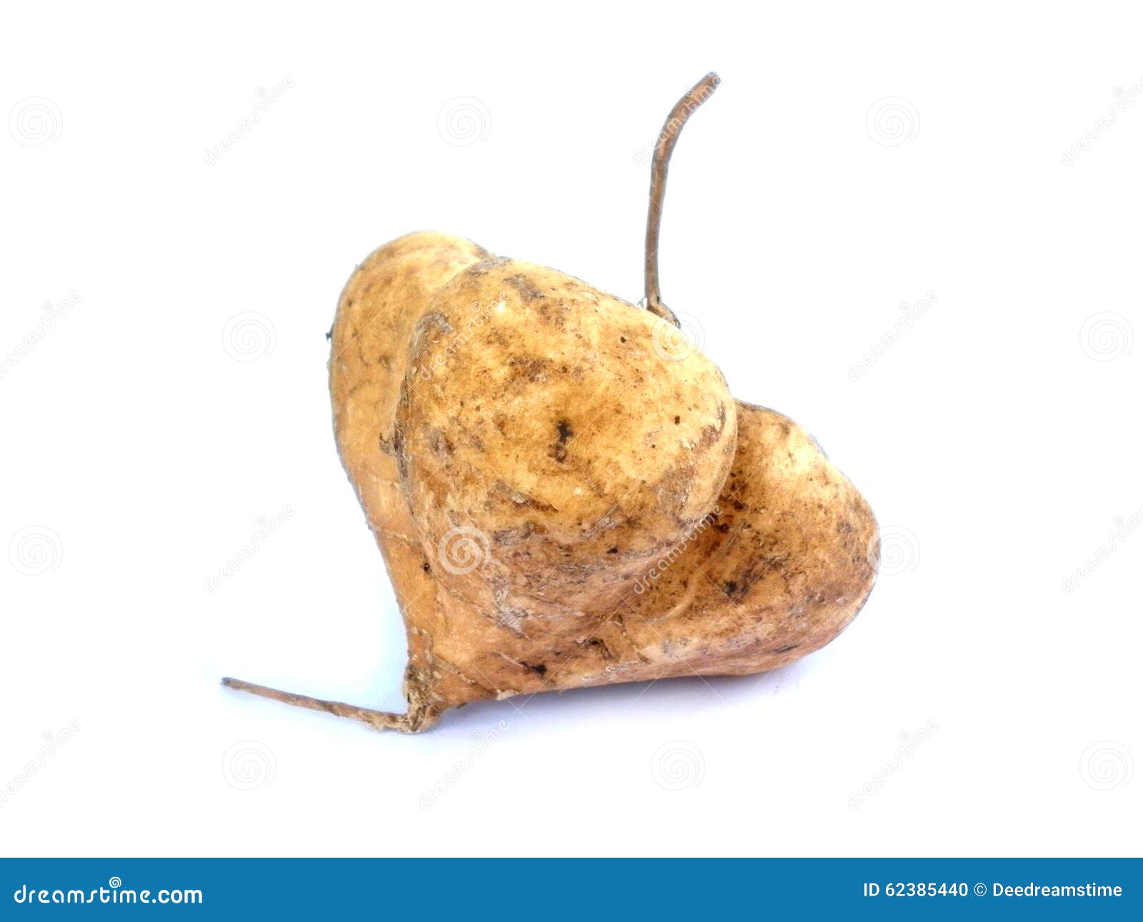 Jicama thai fruit stock photo. Image of thailand, background 62385440