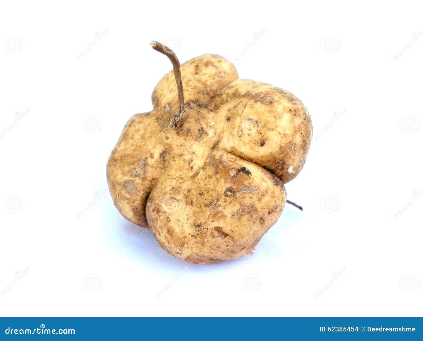 Jicama thai fruit stock photo. Image of tropical, asia 62385454