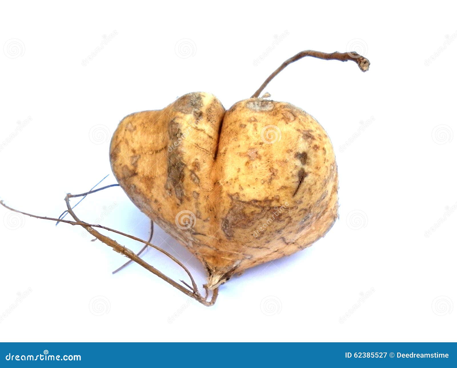 Jicama Thai Fruit RoyaltyFree Stock Image 62385454
