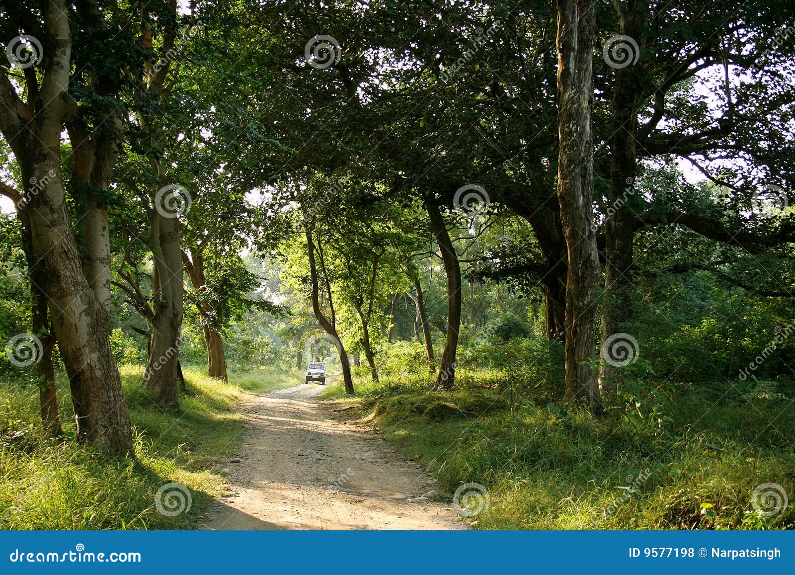 jim corbett national park . india