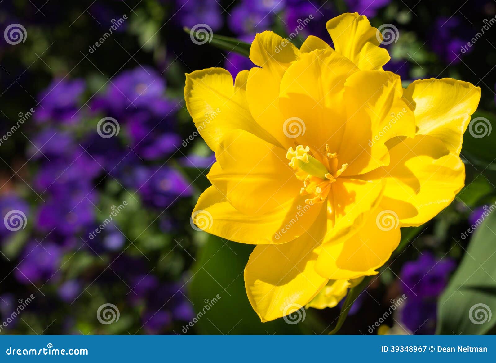 Jimmy Carter Yellow. A view of a yellow hibiscus flower blooming over purple flowers at the Jimmy Carter Center in Atlanta, Georgia.