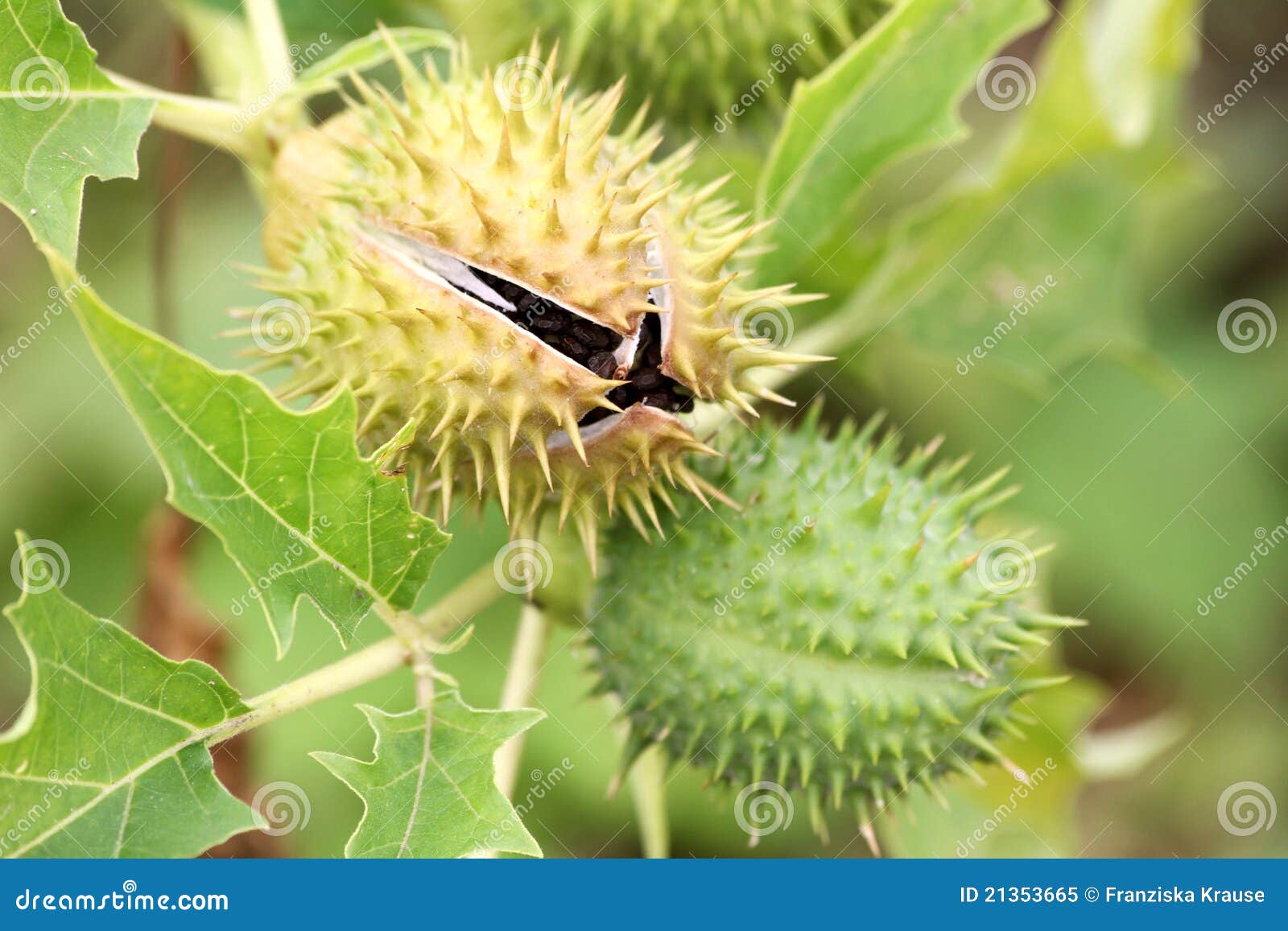 Jimson weed stock image. Image of jimson, rural, landscapes 21353665