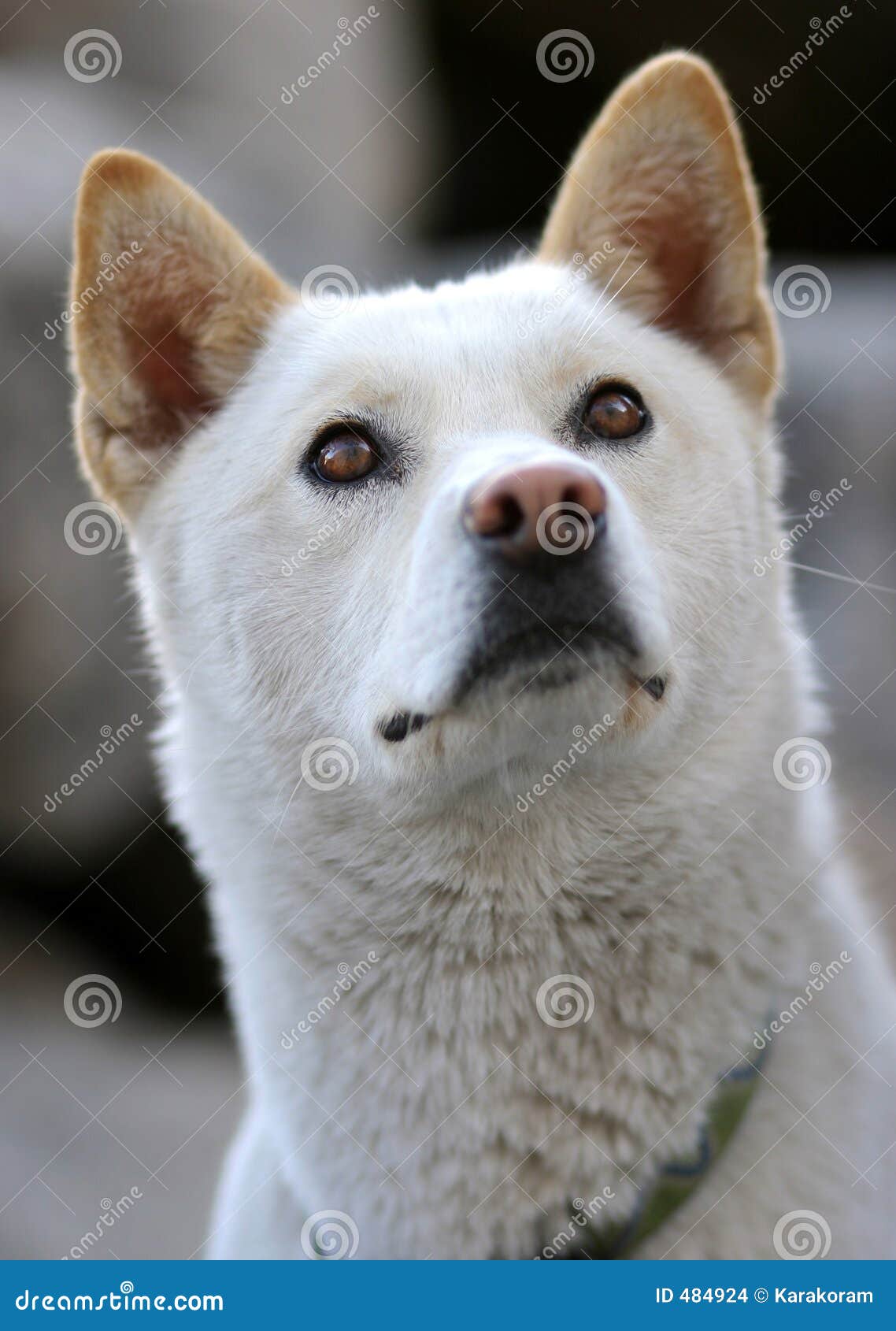 Jindo Hund stockfoto. Bild von intelligent, koreanisch 484924