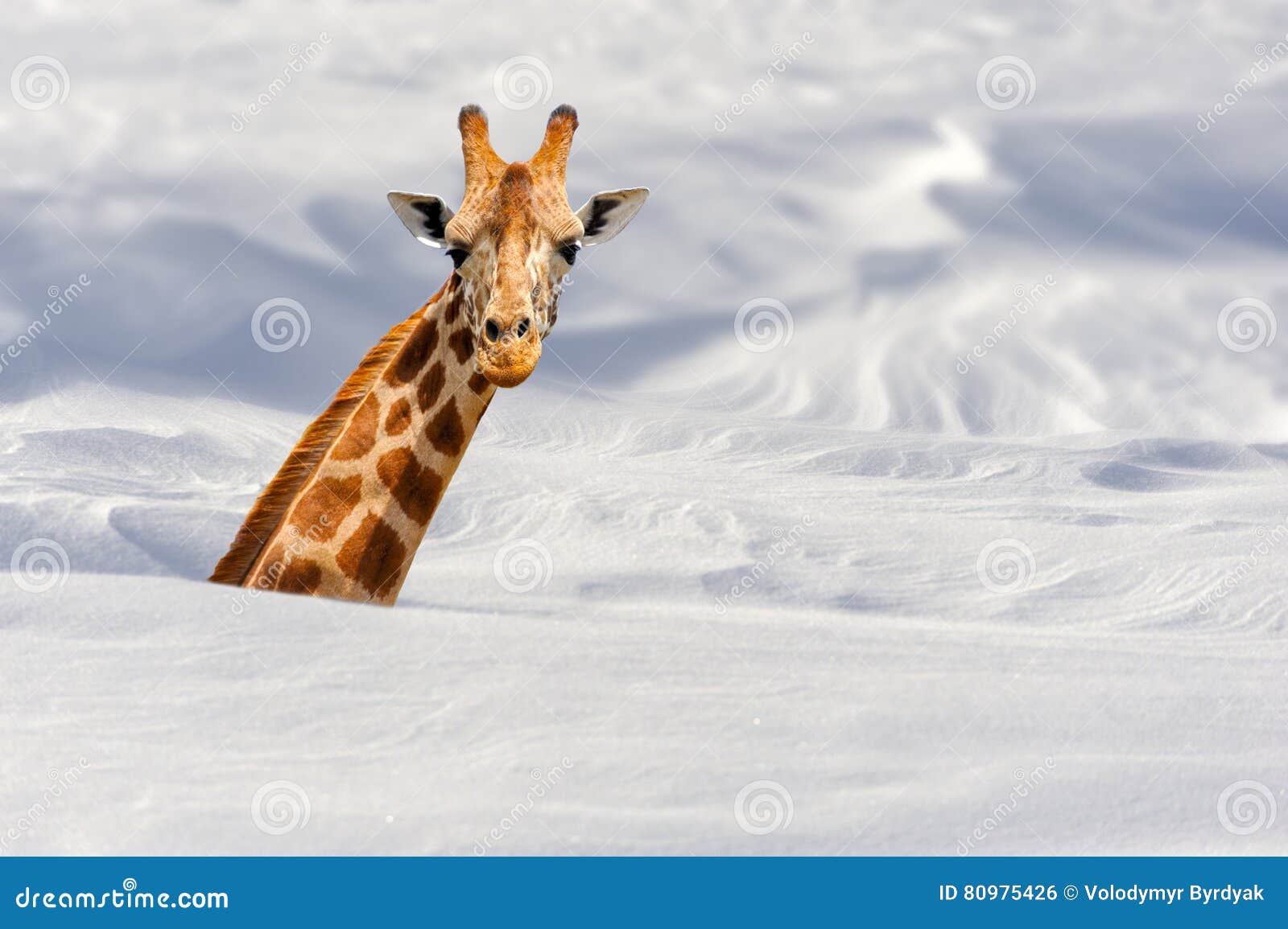 Resultado de imagen de AFRICANO NIEVE