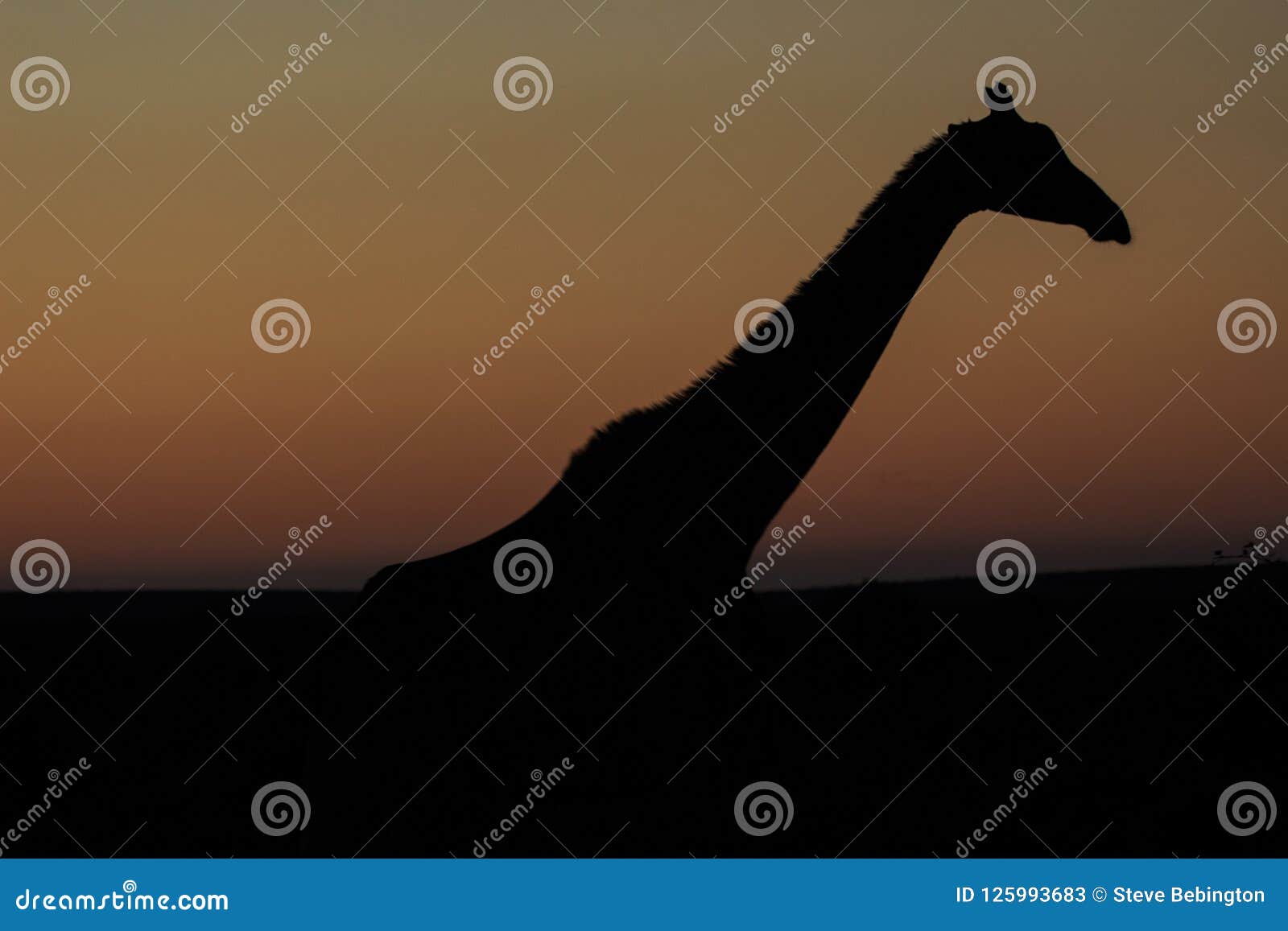 Jirafa y horizonte. Sola vaca silueteada contra la luz de descoloramiento en el horizonte en el parque nacional de Kruger, Suráfrica de la jirafa