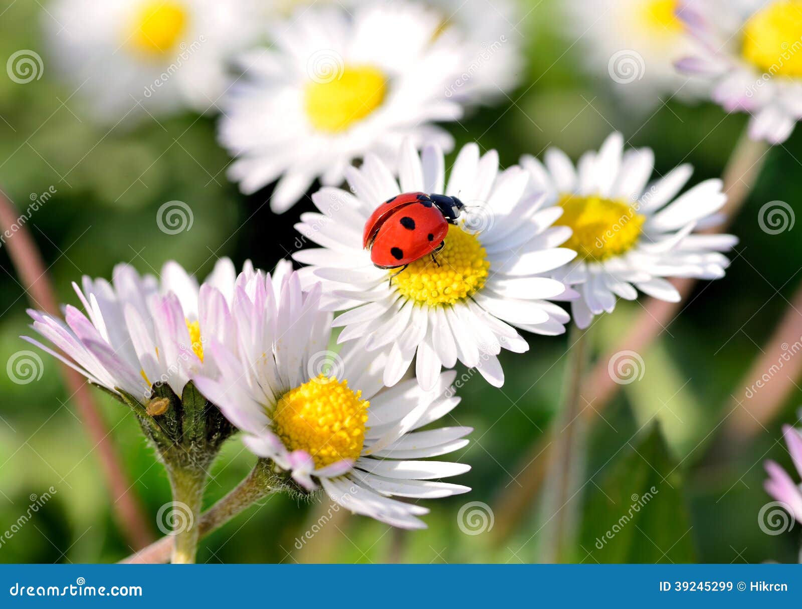 Resultado de imagem para joaninha no campo de flores