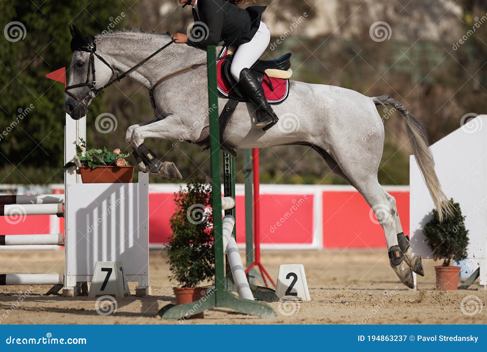 Foto de Cavalo Pulando Obstáculos e mais fotos de stock de