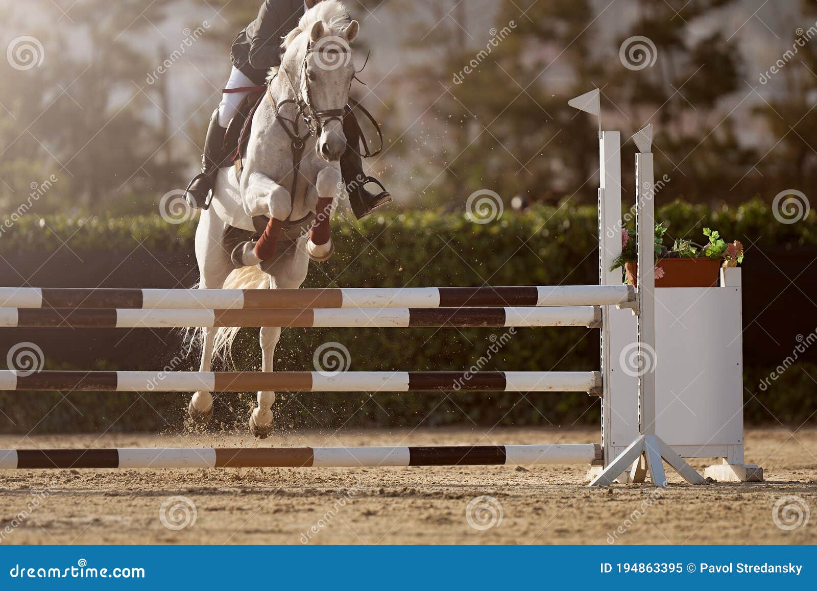 Jockey Com Seu Cavalo Pulando Sobre Um Obstáculo Pulando Sobre O