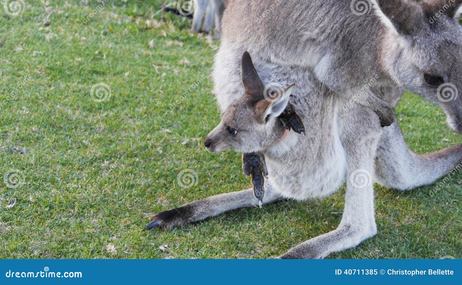 Joey del canguro almacen de video. Vídeo de nuevo, valga 40711385