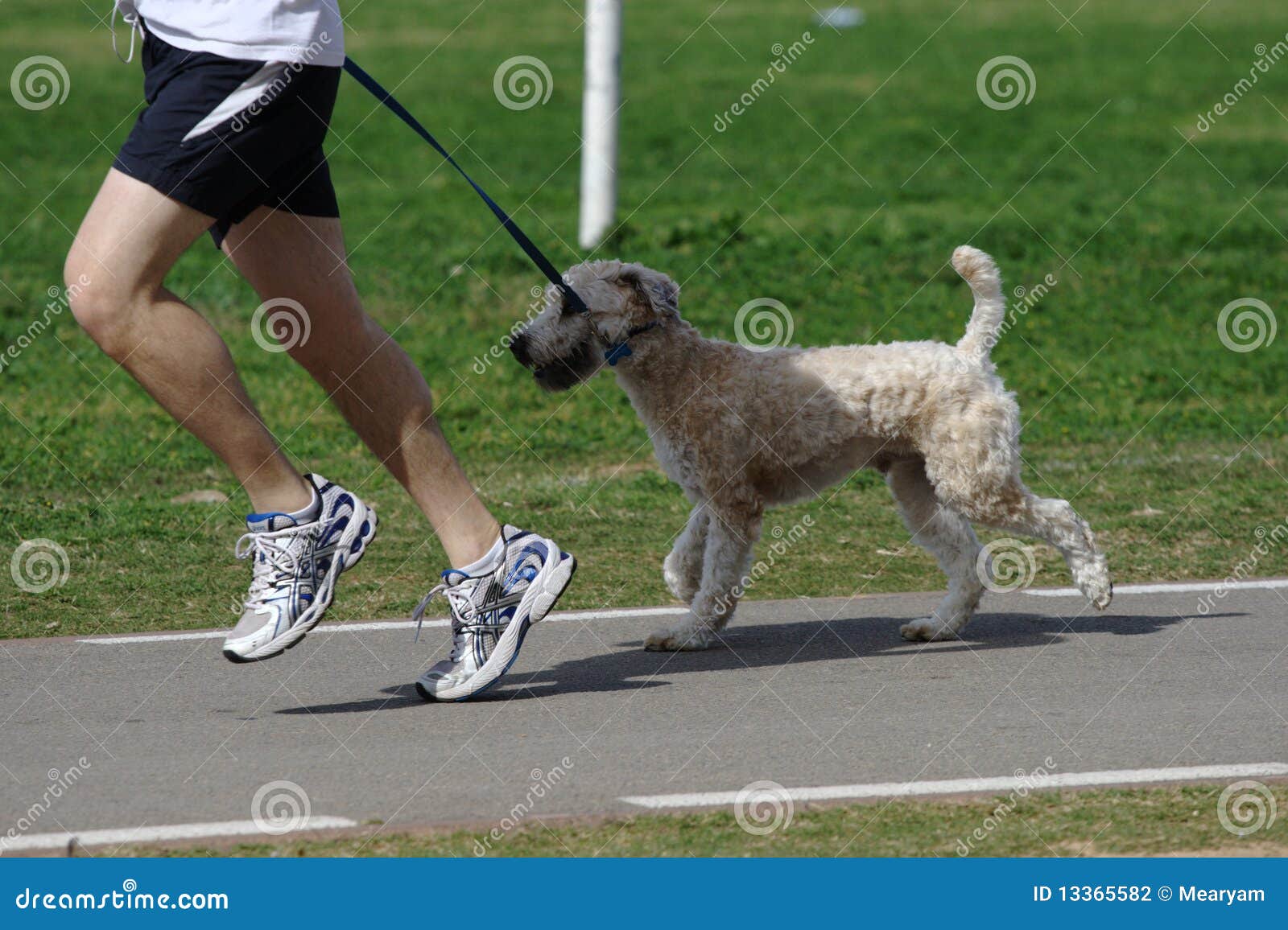 A Jogger with a Dog on a Leash in the Park Stock Photo Image of