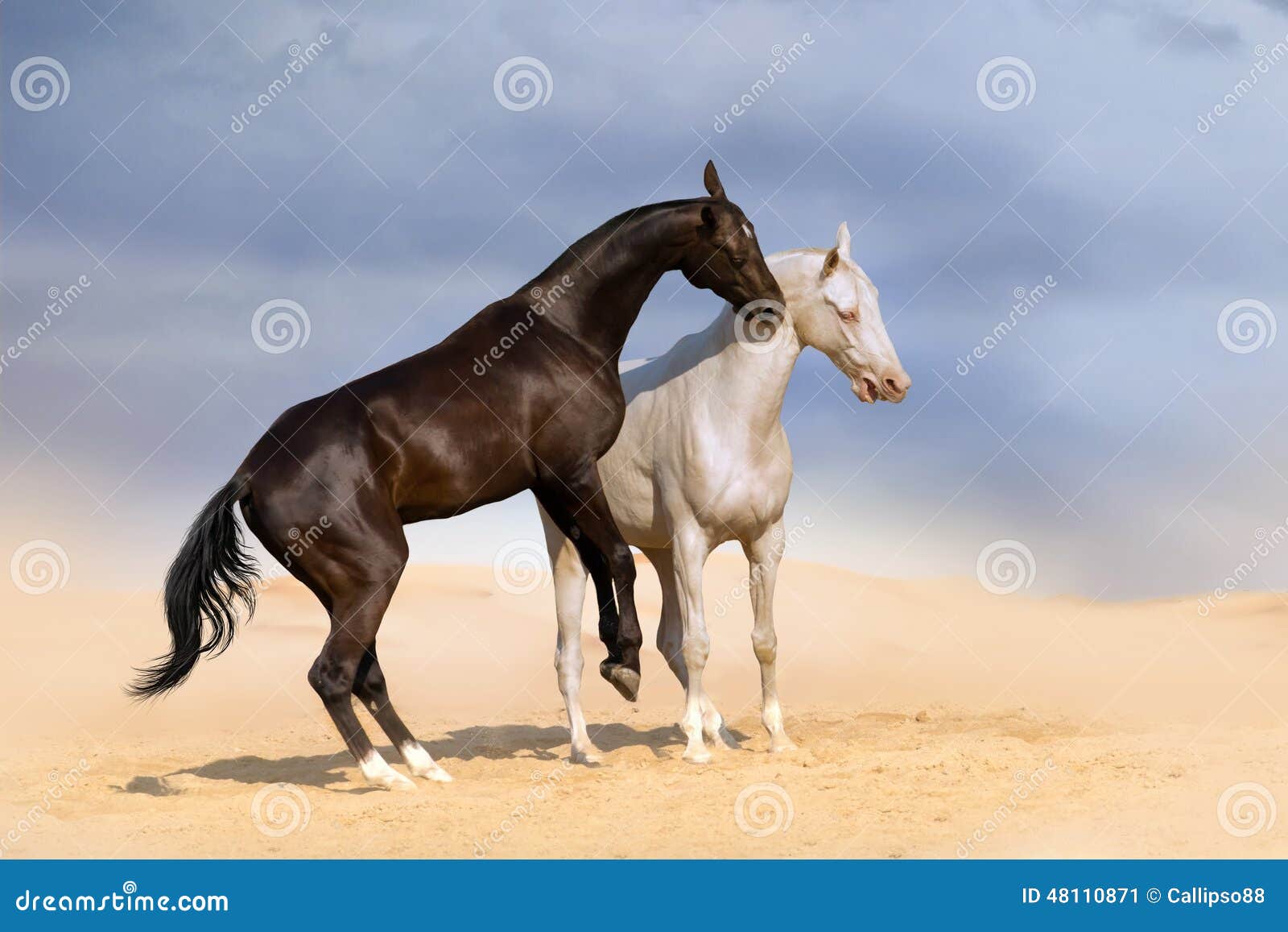 Jogo de dois cavalos imagem de stock. Imagem de preto - 48110871