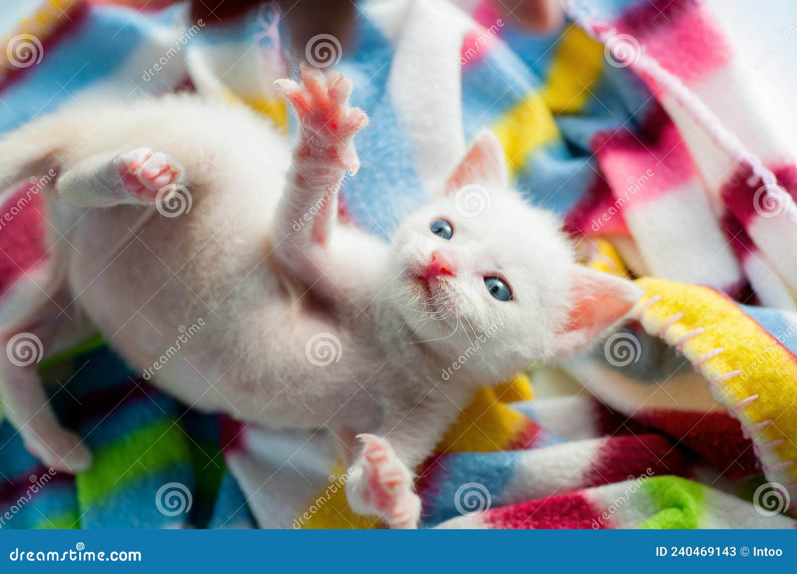 Jogo de gatinho branco imagem de stock. Imagem de patas - 240469143