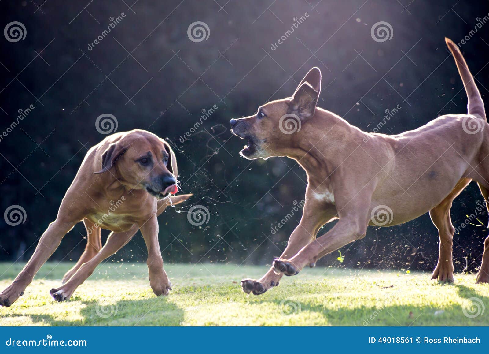 Como as pessoas acham que esses cachorros são violentos? : r/pitbulls, image size:1600x1157