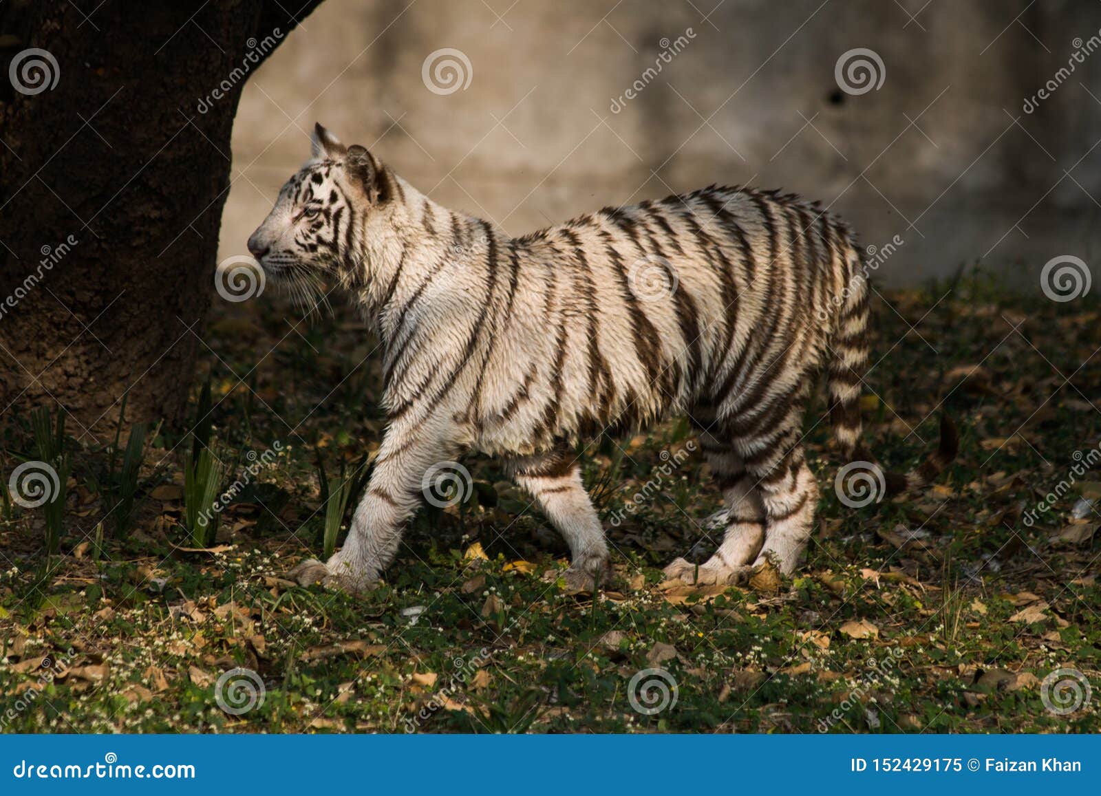 Jogo De Tigre Branco Na Índia Imagem de Stock - Imagem de branco