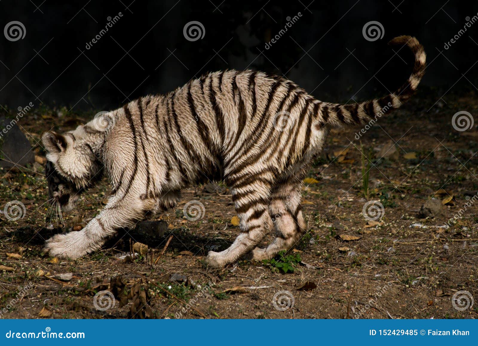 Jogo De Tigre Branco Na Índia Imagem de Stock - Imagem de branco