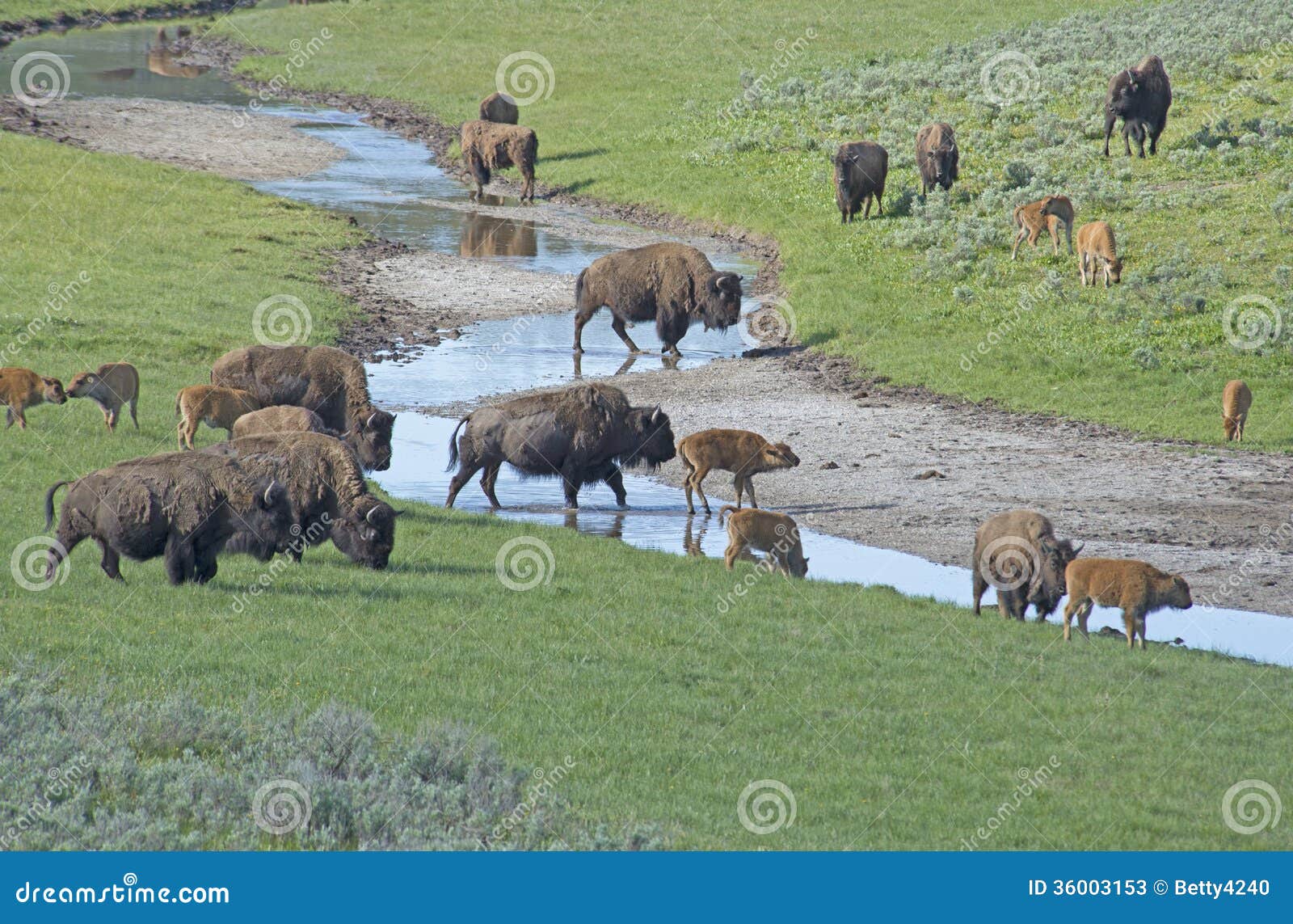 Jogo Do Bisonte De Dois Jovens Na Luta Em Yellowstone. Imagem de Stock -  Imagem de americano, vaca: 36003153