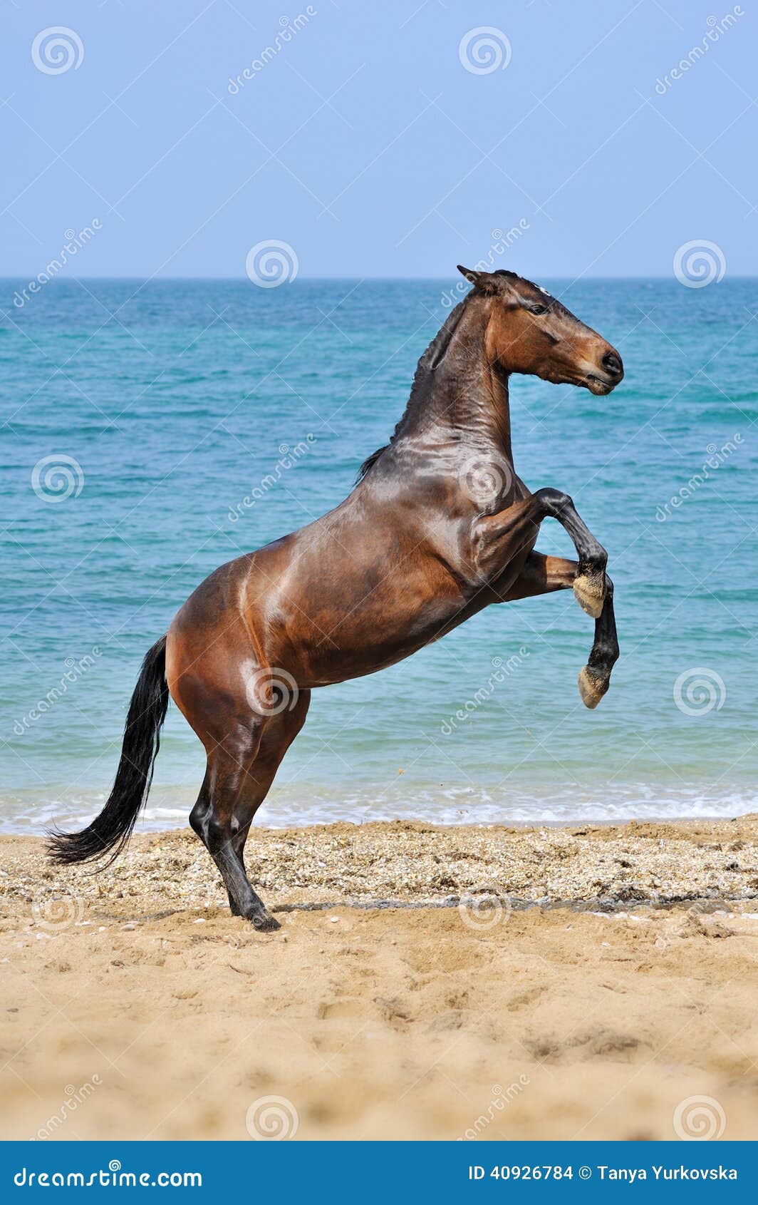 Jogo do cavalo foto de stock. Imagem de areia, cavalo - 40926784