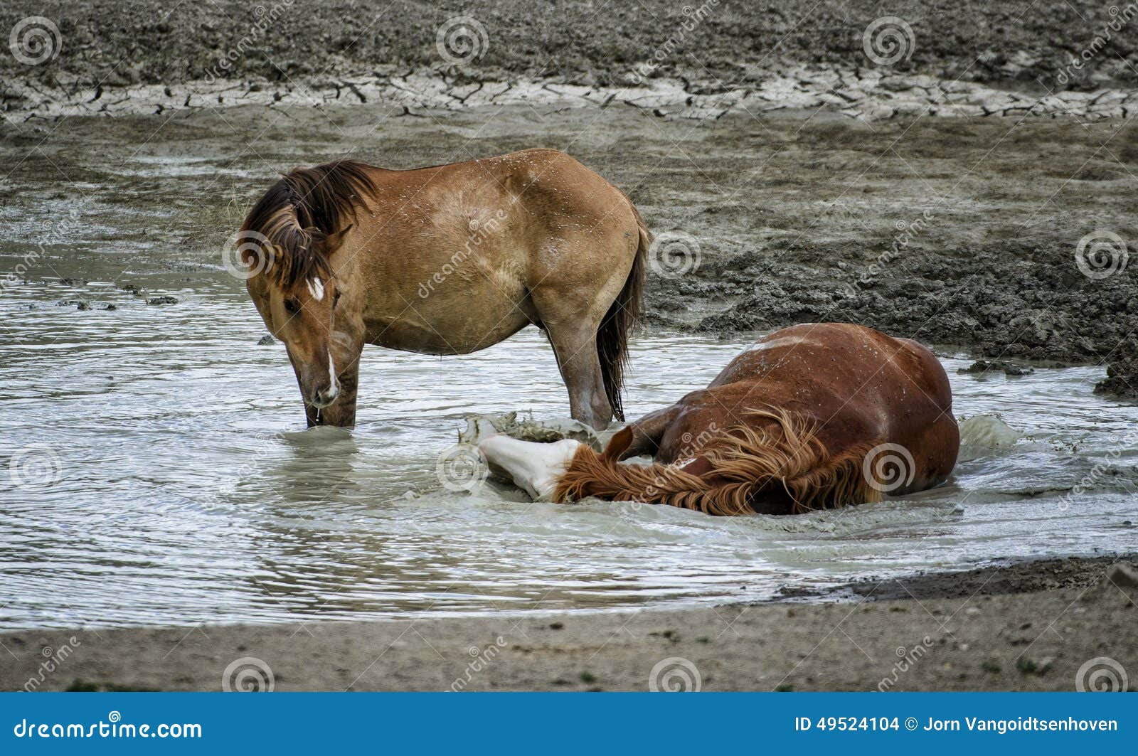 Jogo Do Cavalo Selvagem De Bacia De Lavagem Da Areia Foto de Stock - Imagem  de furo, cavalos: 49524104