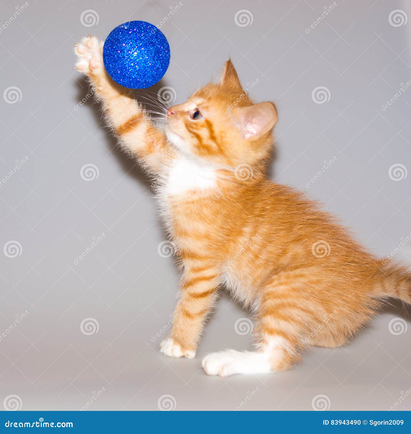 Jogo Do Gatinho Do Gengibre Foto de Stock - Imagem de macio, curiosidade:  83943490